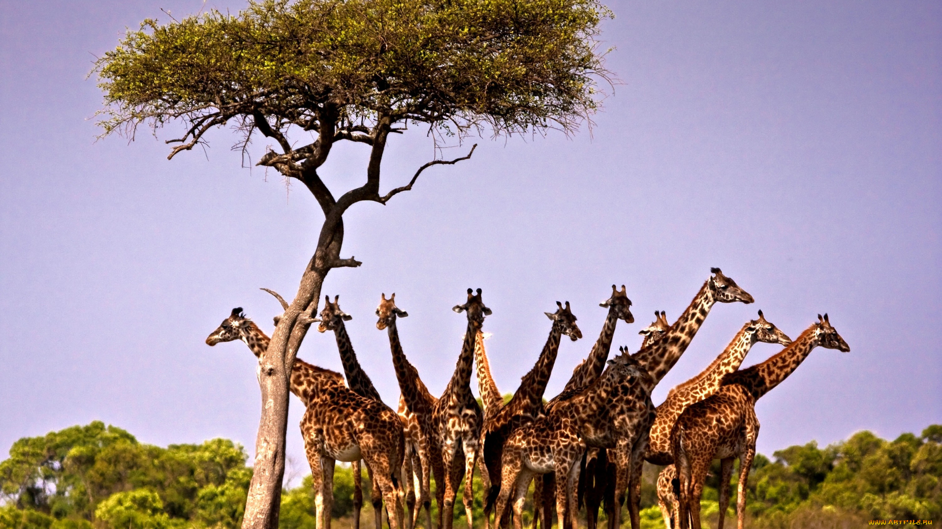 животные, жирафы, шея, пятна, дерево