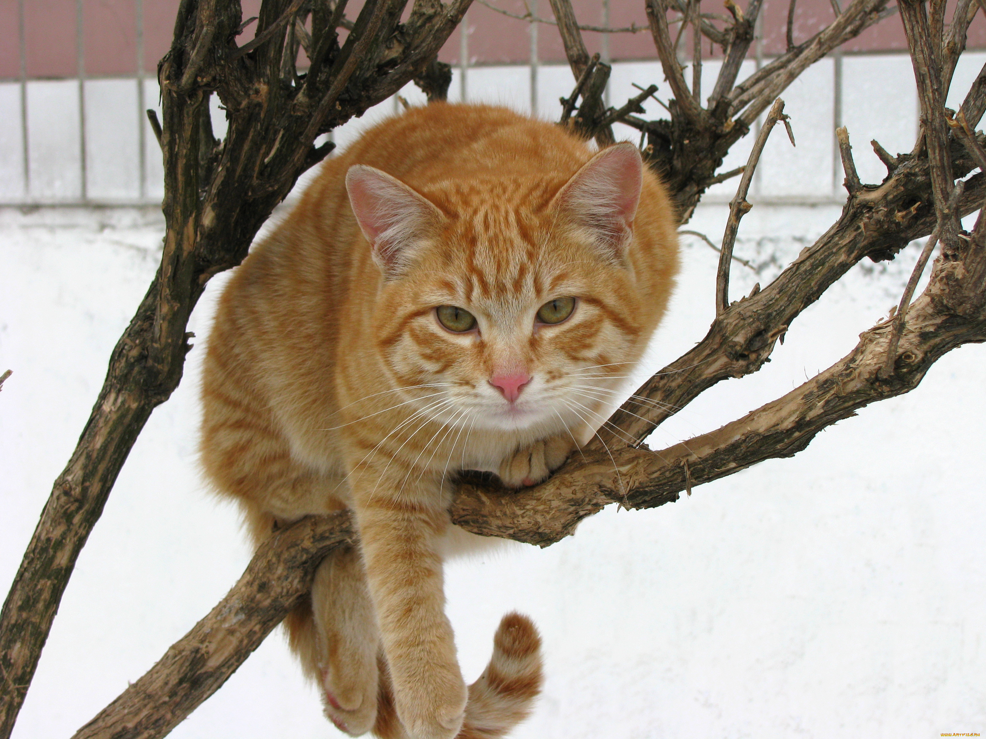 животные, коты, кошка, дерево, снег, зима, рыжий