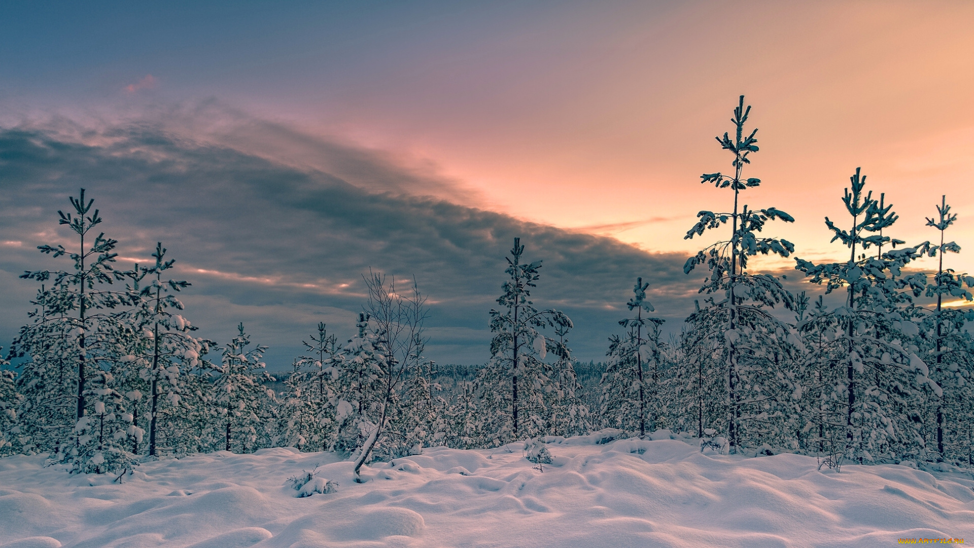 природа, зима, снег, закат, деревья