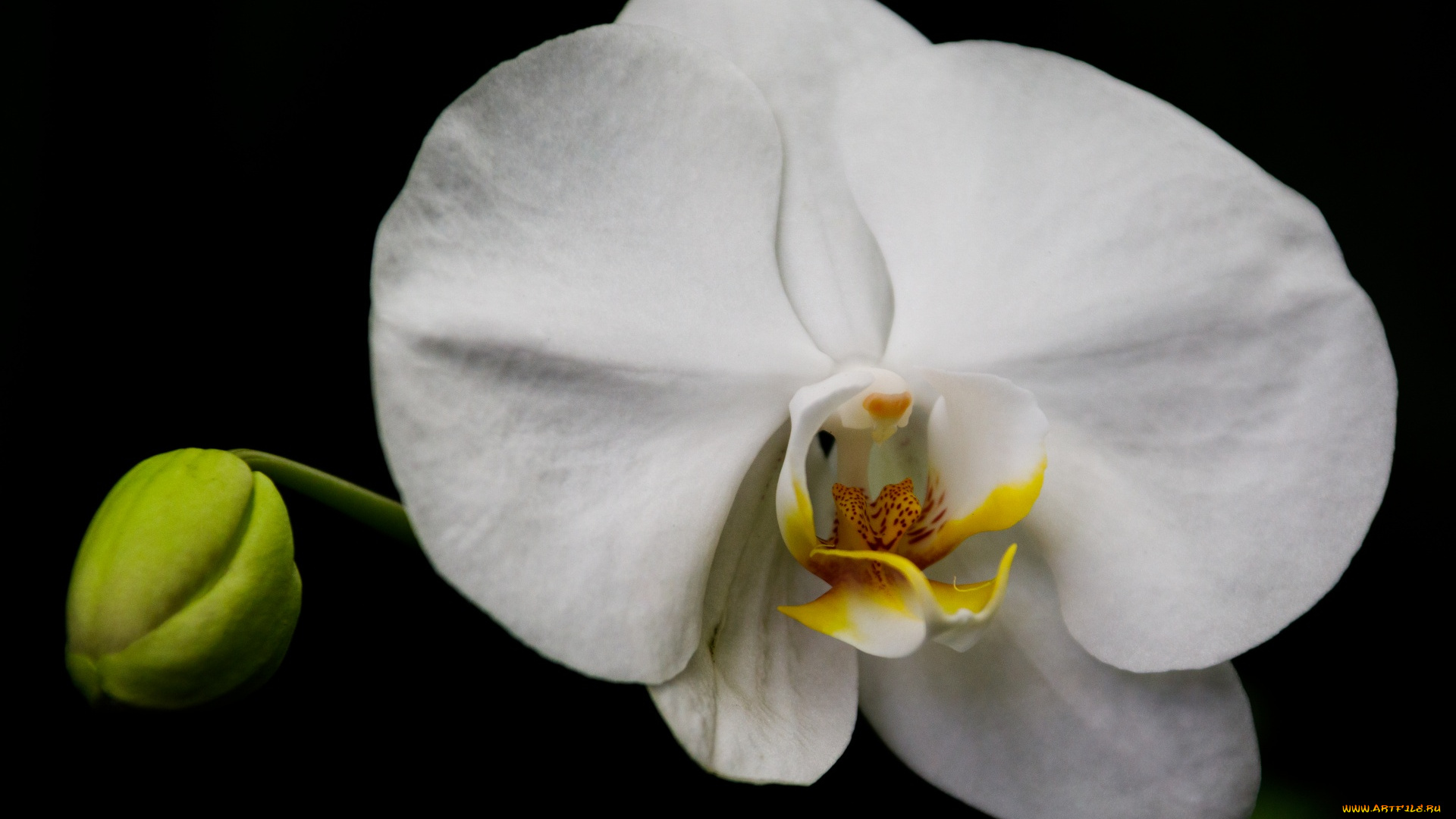 цветы, орхидеи, белая, орхидея, макро, черный, фон