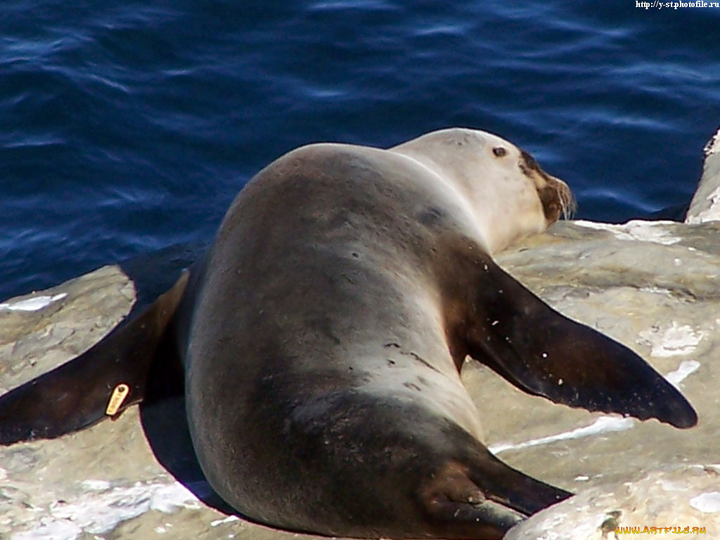 seals, животные, тюлени, морские, львы, котики