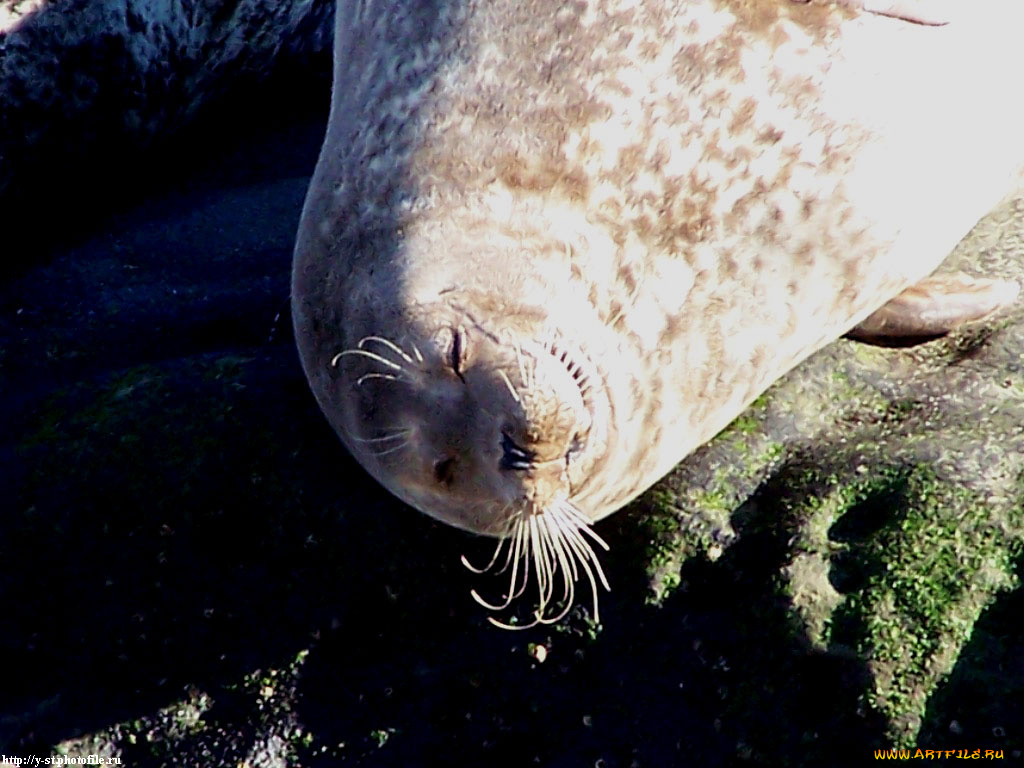 seals, животные, тюлени, морские, львы, котики