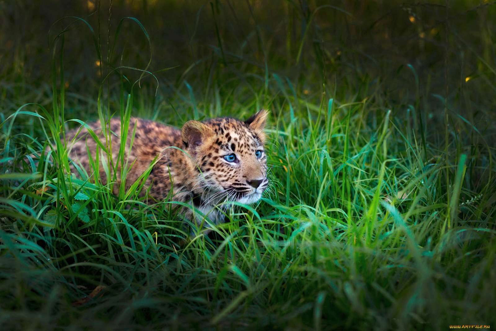 леопард, траве, животные, леопарды, фотошоп, котёнок, трава