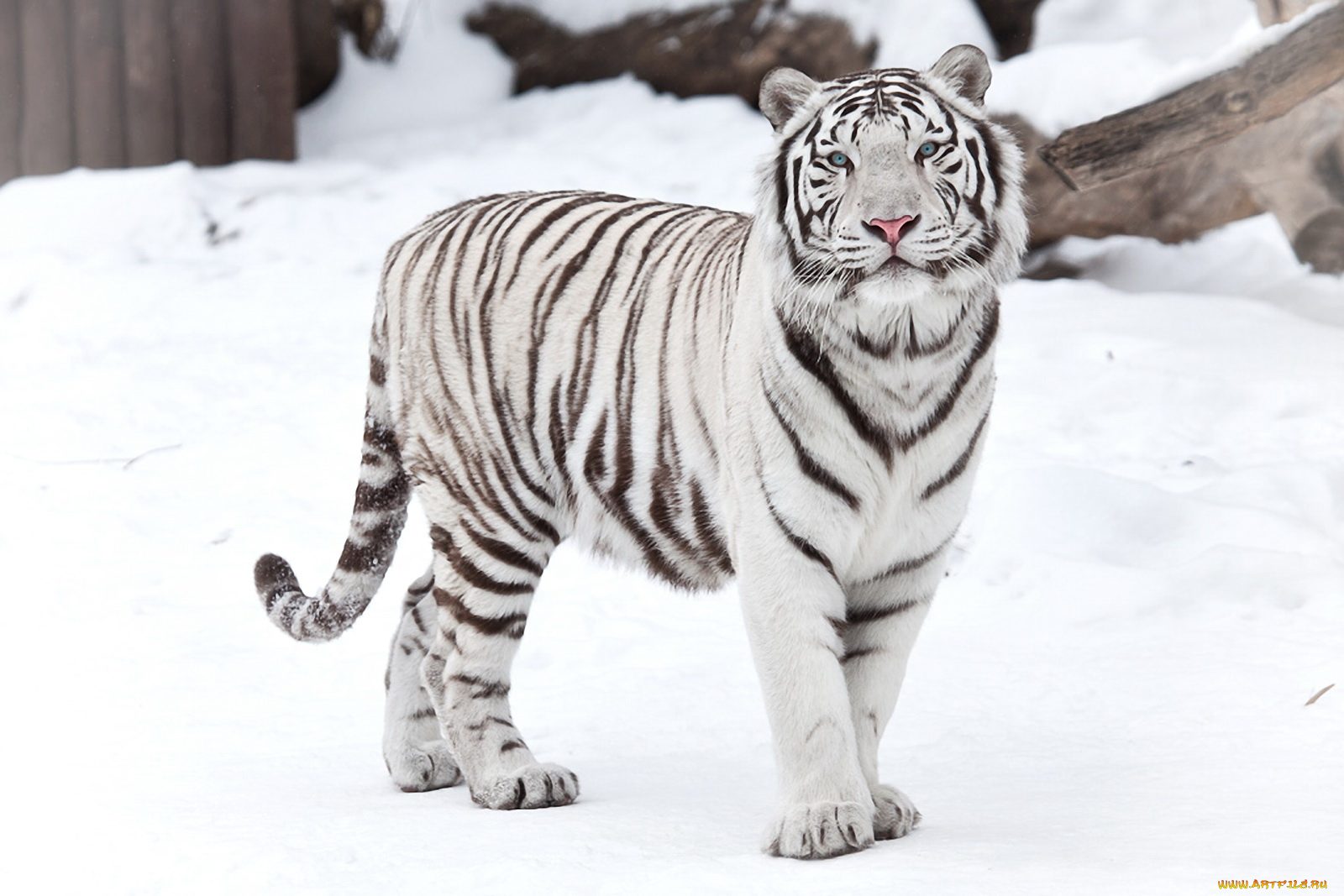 тигр, на, снегу, животные, тигры, смотрит, стоит
