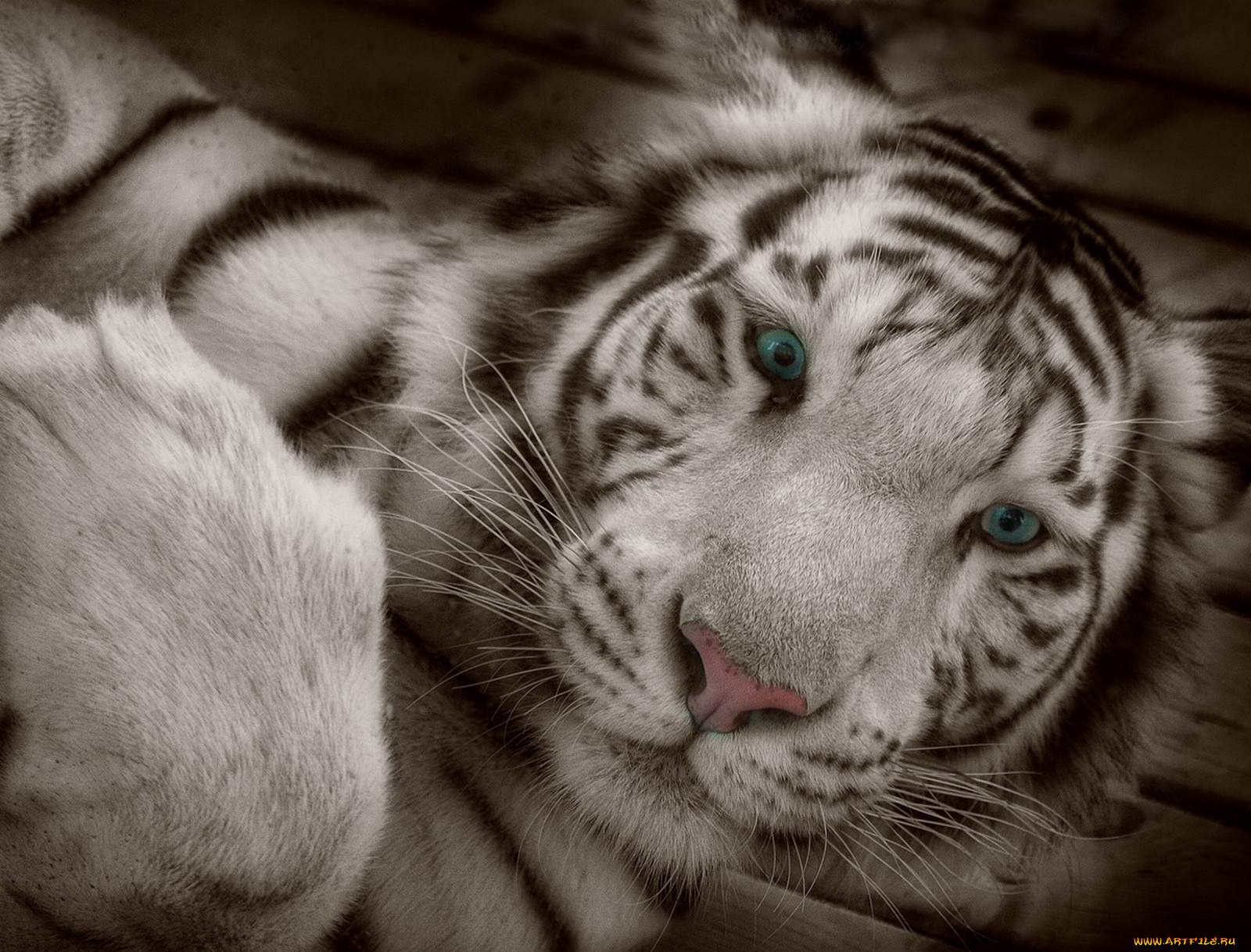 тигр, животные, тигры, глаза, морда, фотошоп