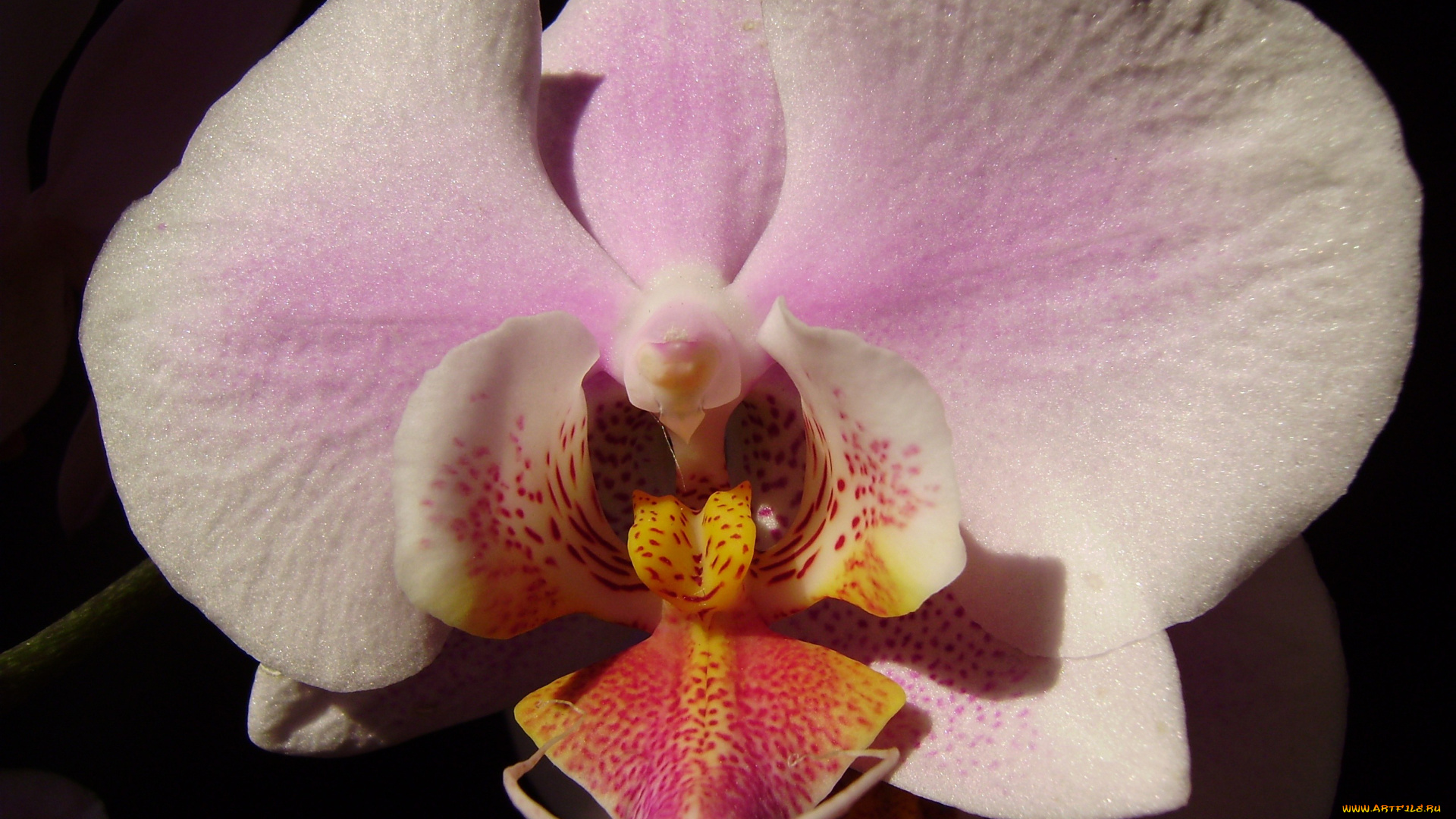 цветы, орхидеи, экзотика, макро