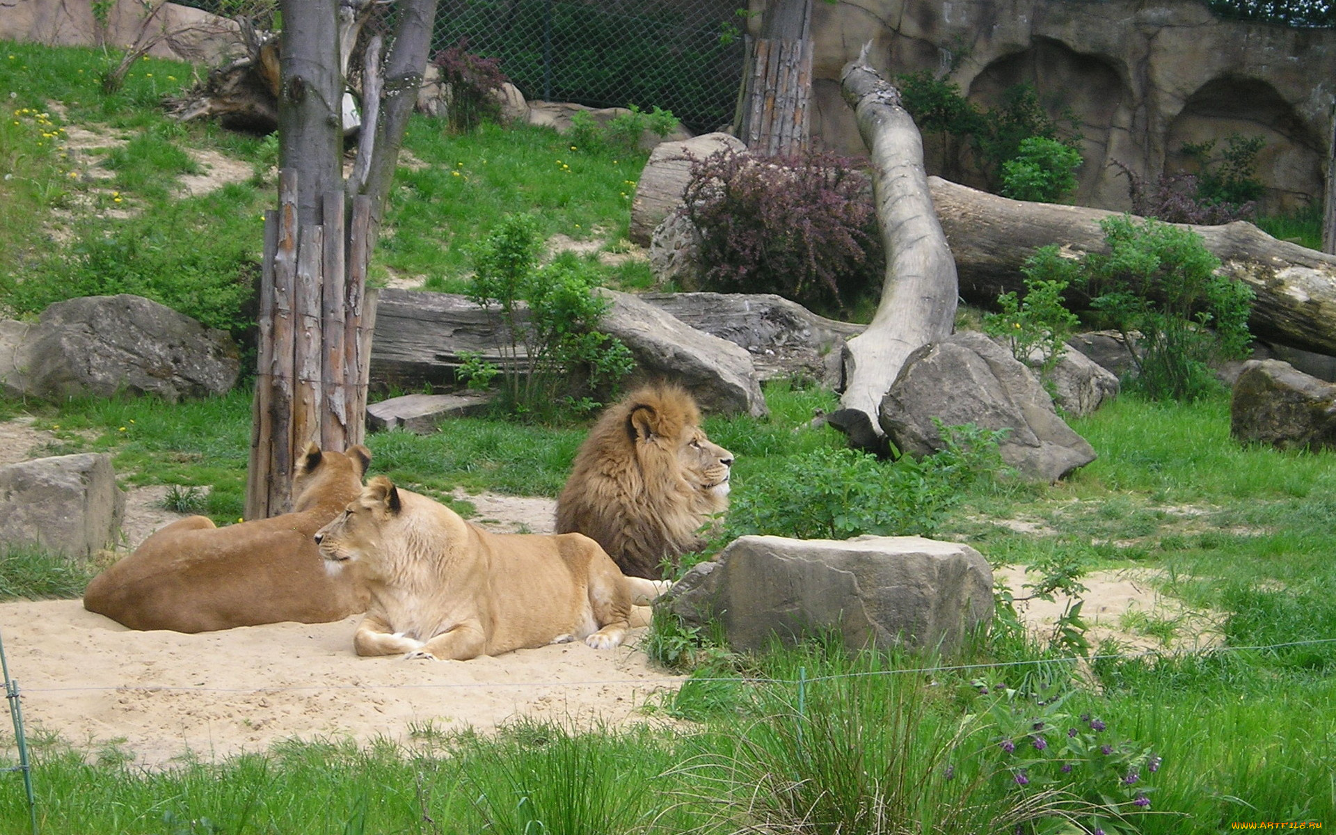 животные, львы, львицы, зоопарк, вольер, лев