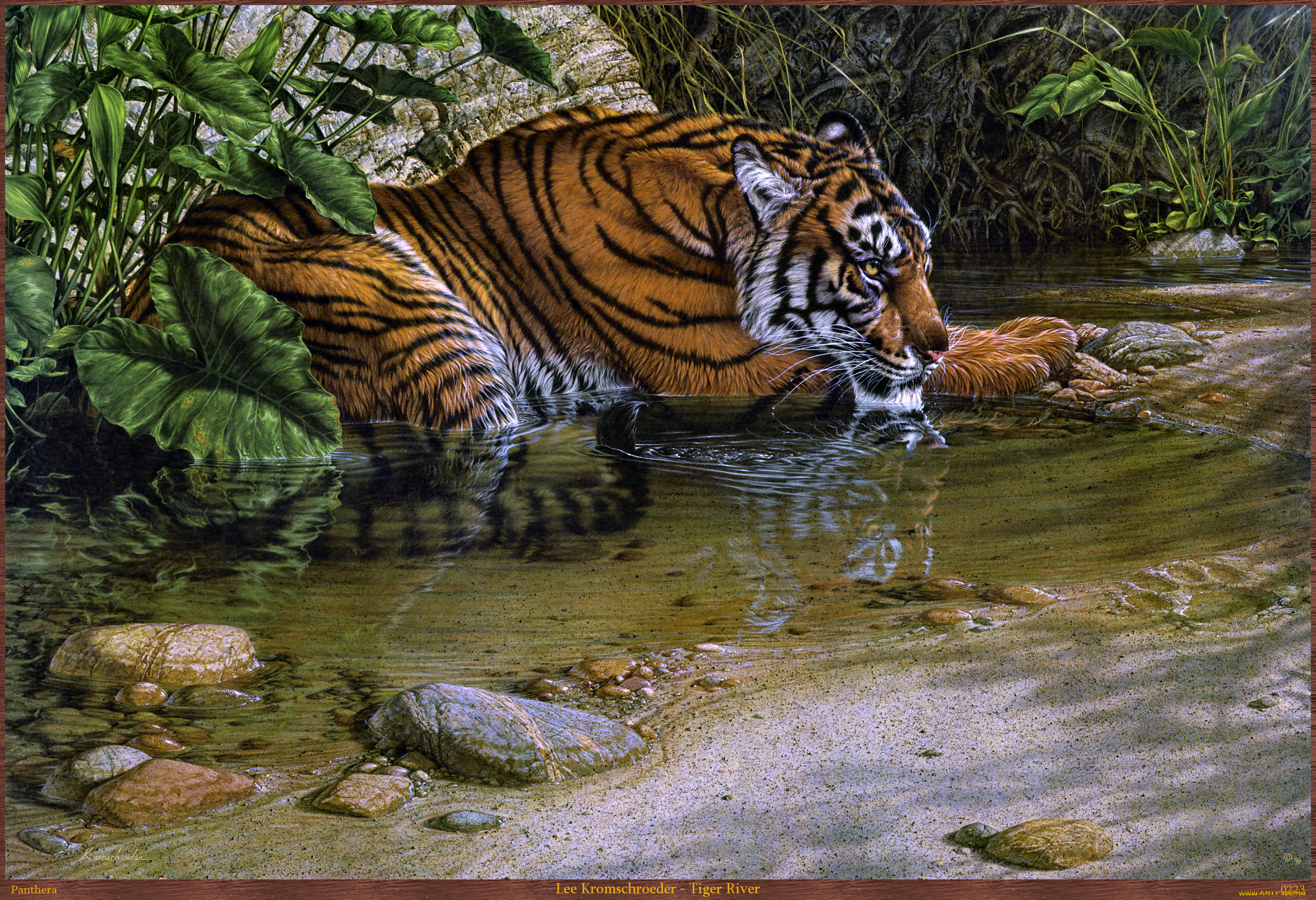 lee, kromschroeder, tiger, river, рисованные, тигр