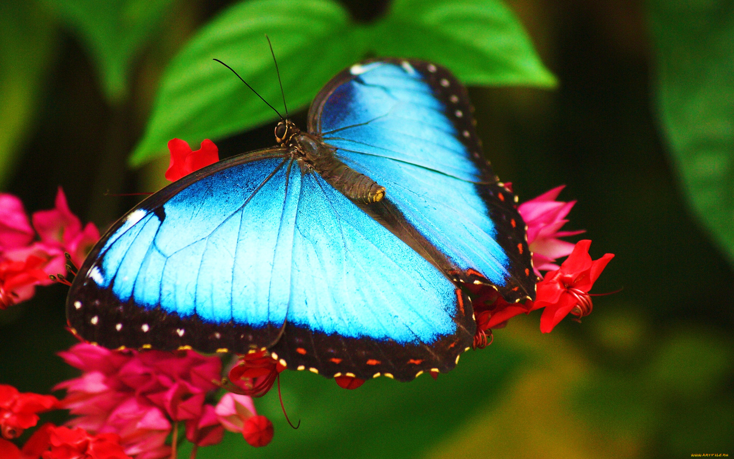 морфо, животные, бабочки, голубая, бабочка, на, цветке