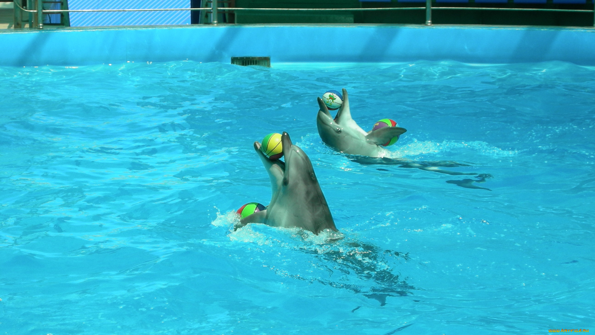 дельфины, животные, мячи