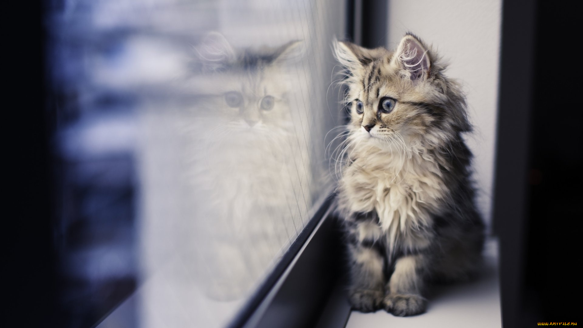 котейка, у, окна, животные, коты, котейка, у, окна