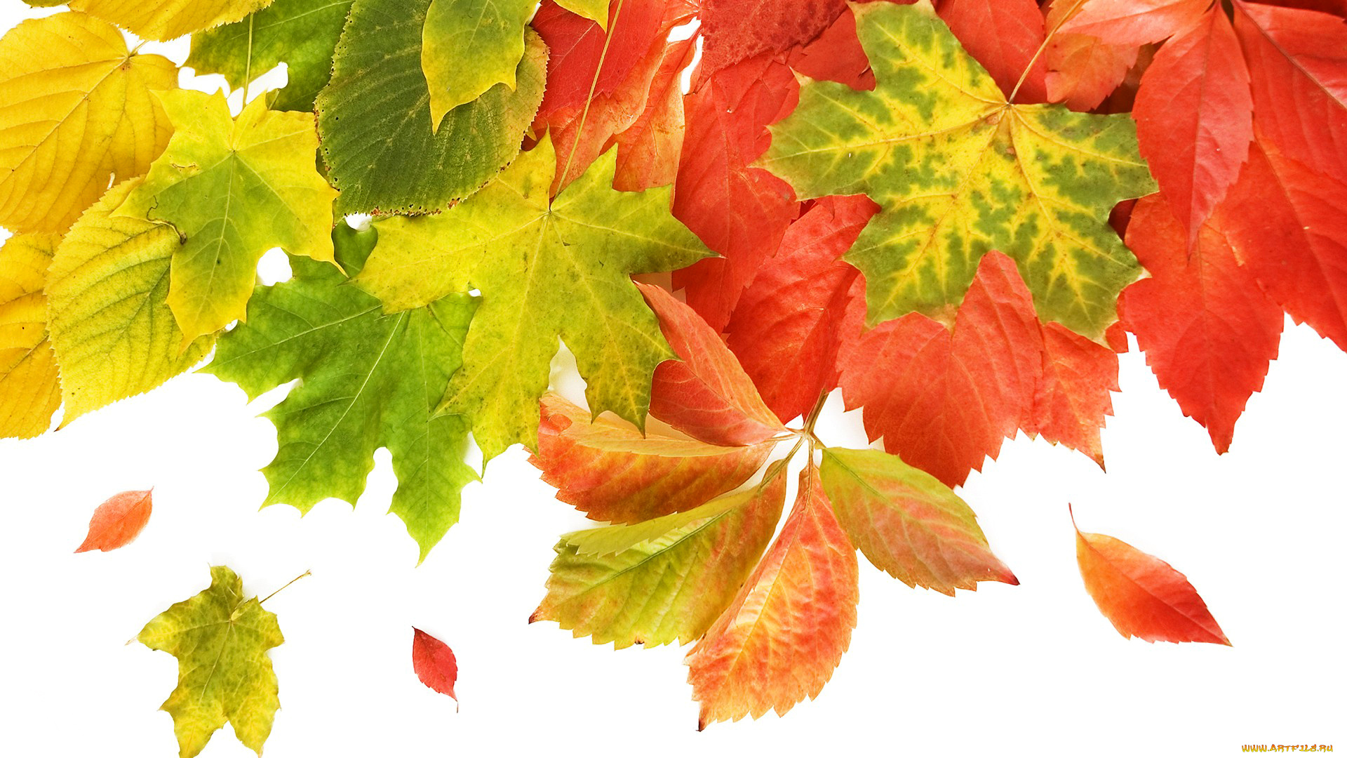 природа, листья, макро, открытка, осень