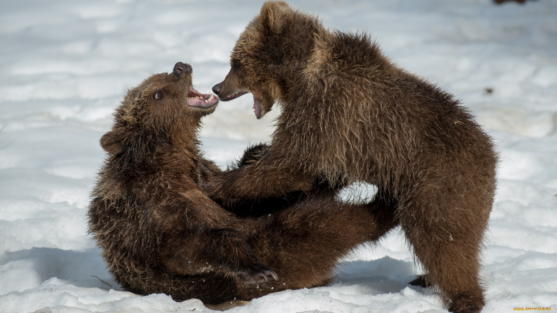 животные, медведи, медвежата, детёныши, малыши, парочка, драка, борьба, игра, пасть, оскал, сердитый, зима, снег