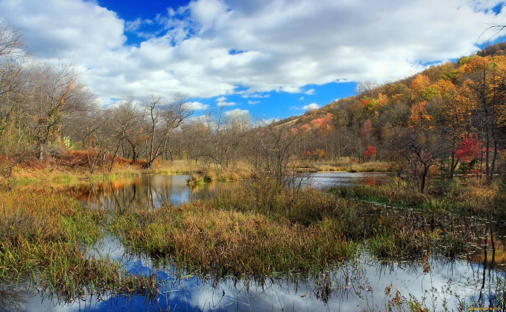 природа, реки, озера, река, лес