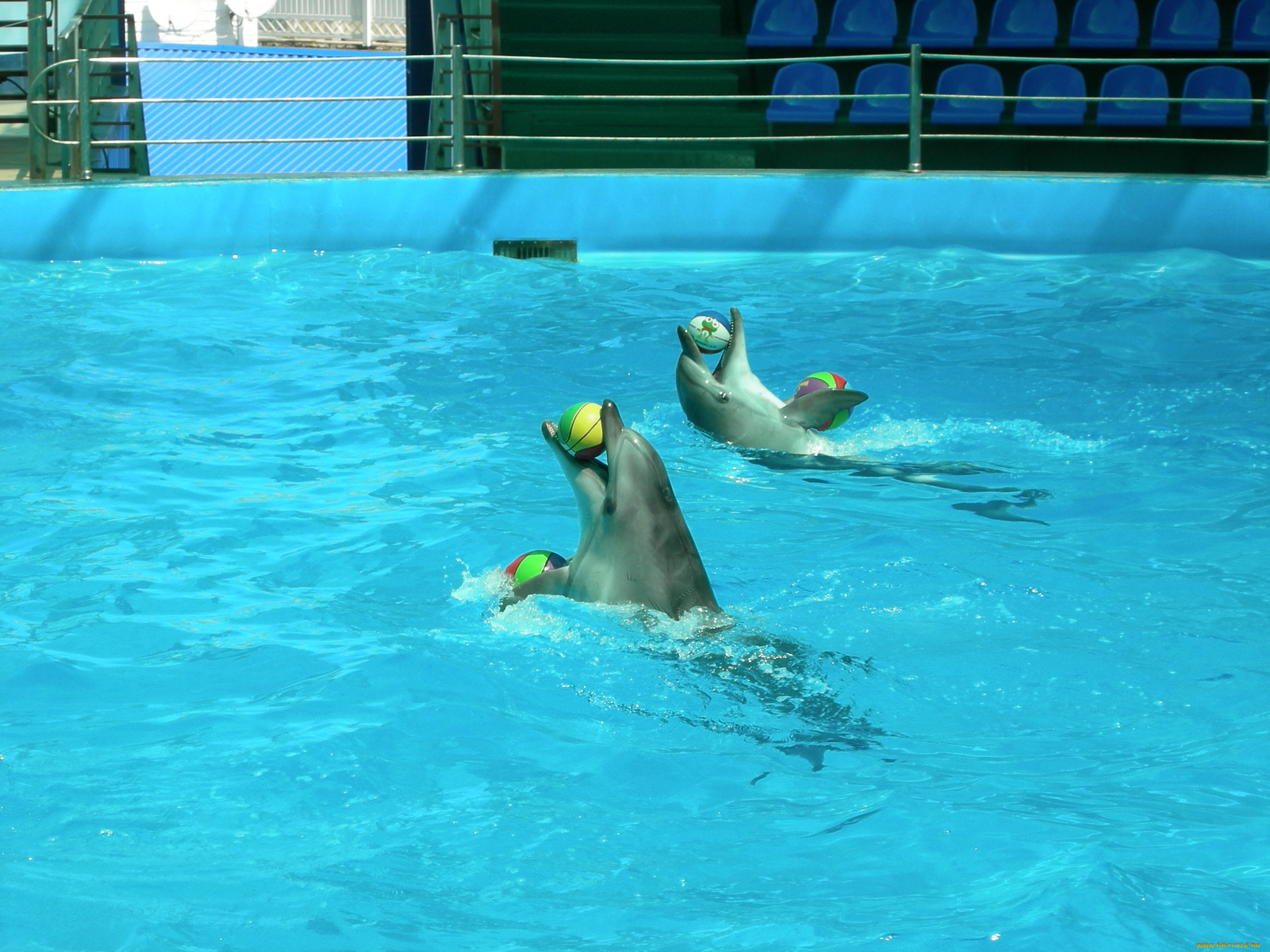 дельфины, животные, мячи