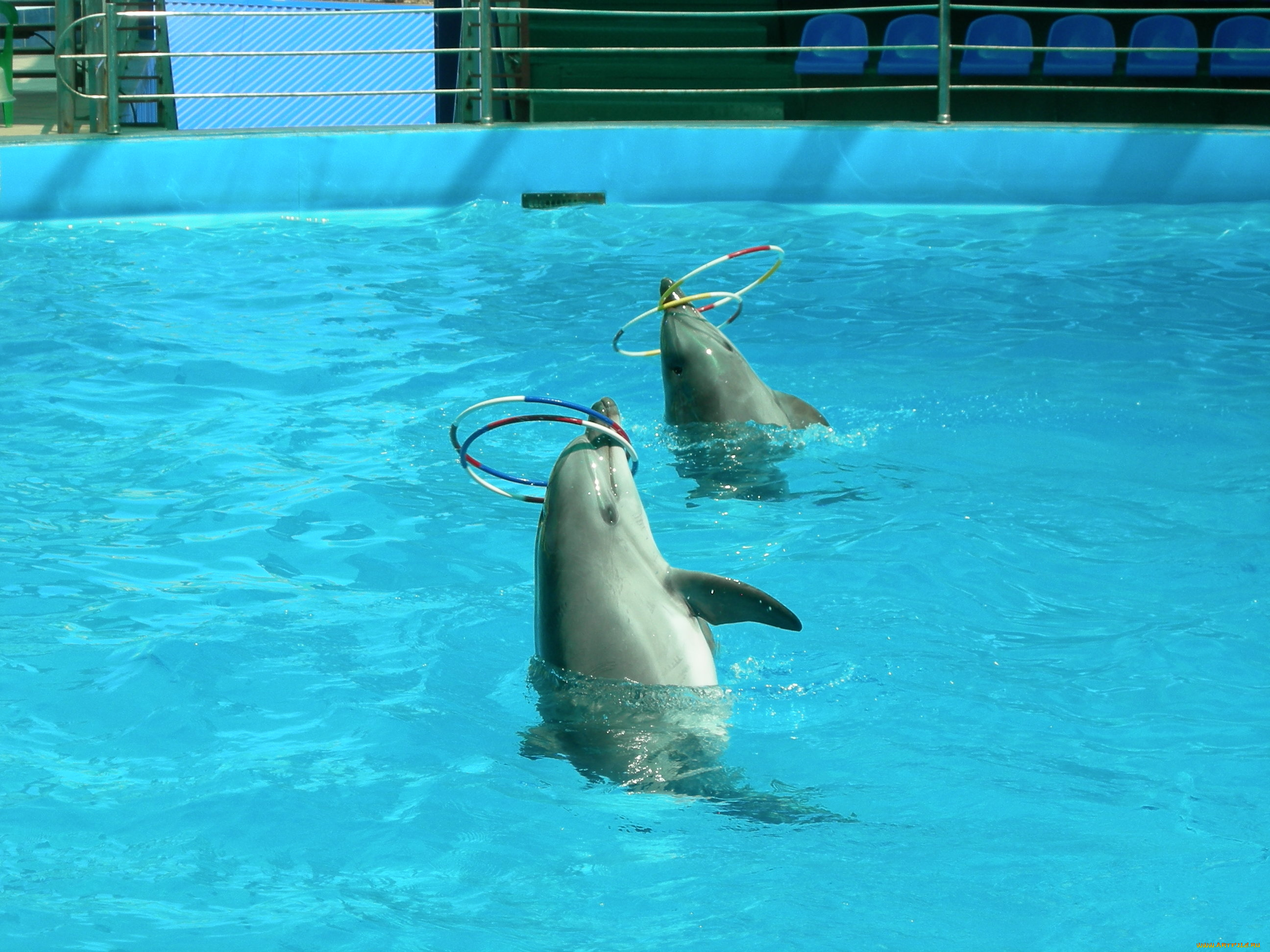 дельфины, животные, обручи