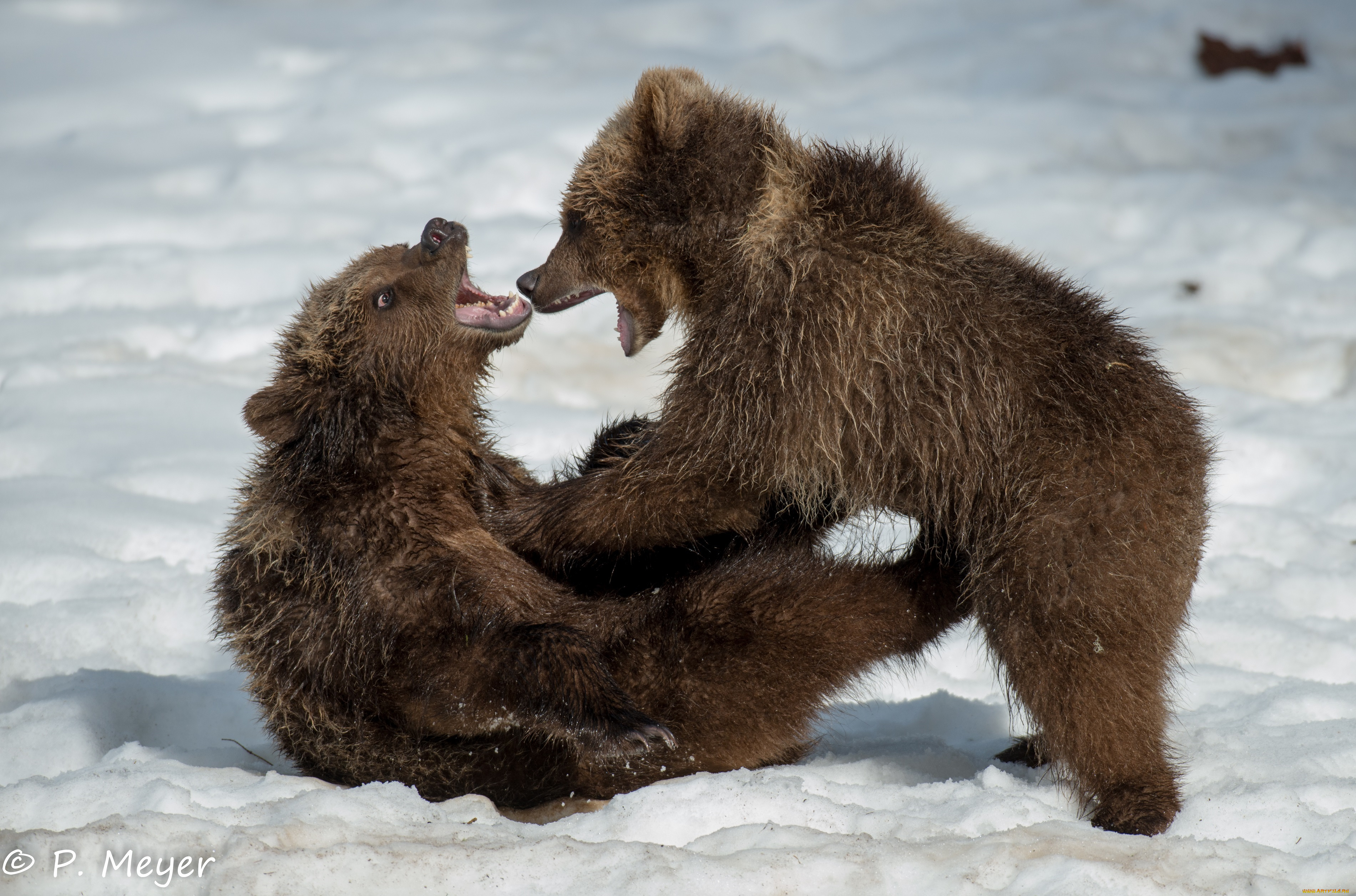 животные, медведи, медвежата, детёныши, малыши, парочка, драка, борьба, игра, пасть, оскал, сердитый, зима, снег