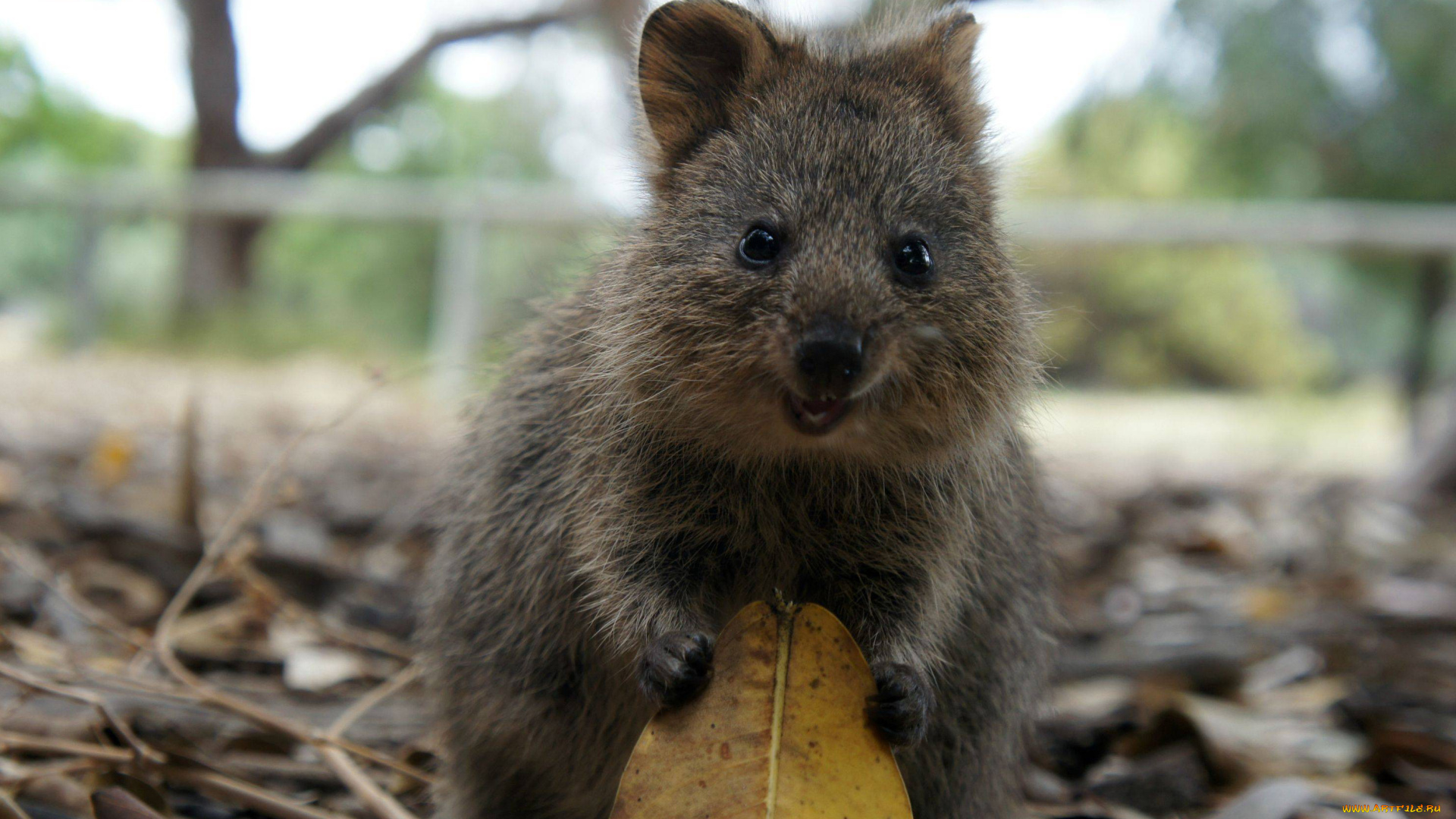 квокка, животные, кенгуру, quokka, млекопитающее