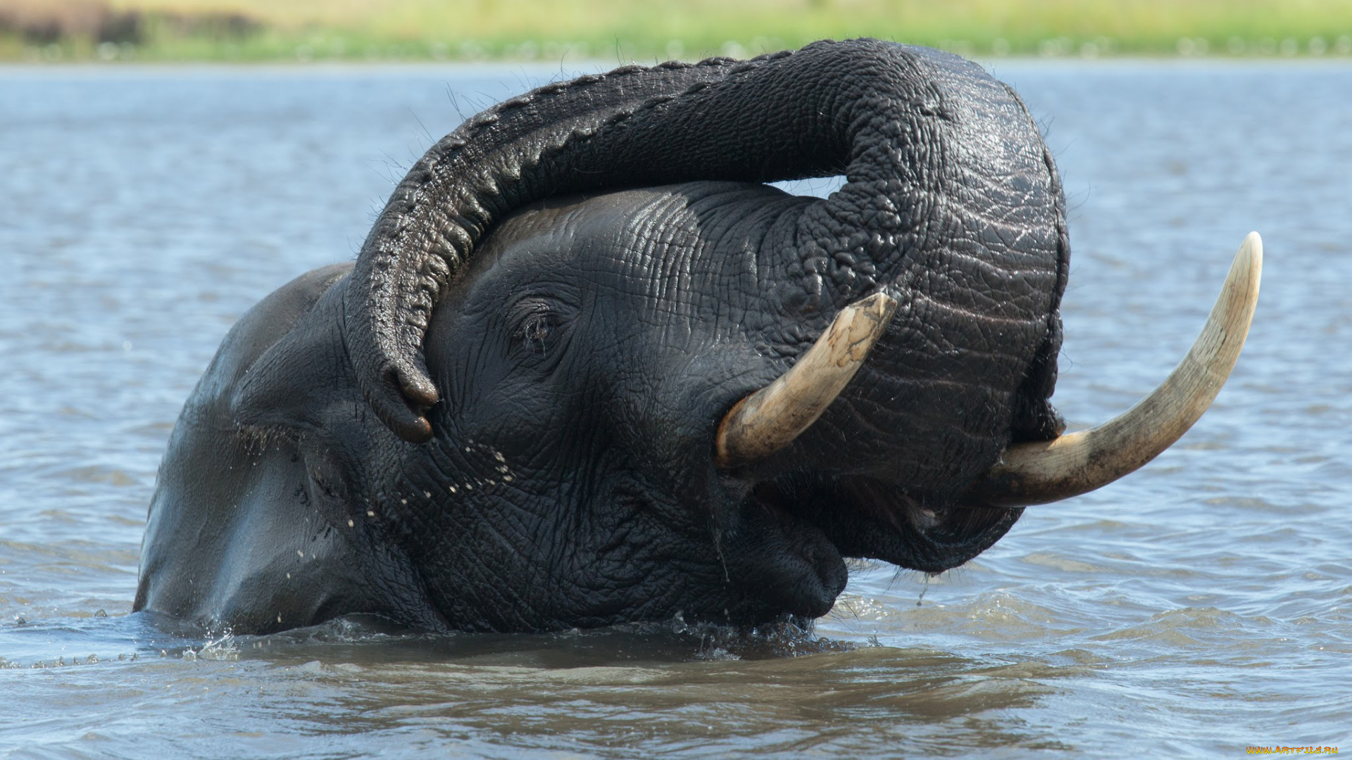животные, слоны, слон, моется, купается, хобот, вода, река, озеро