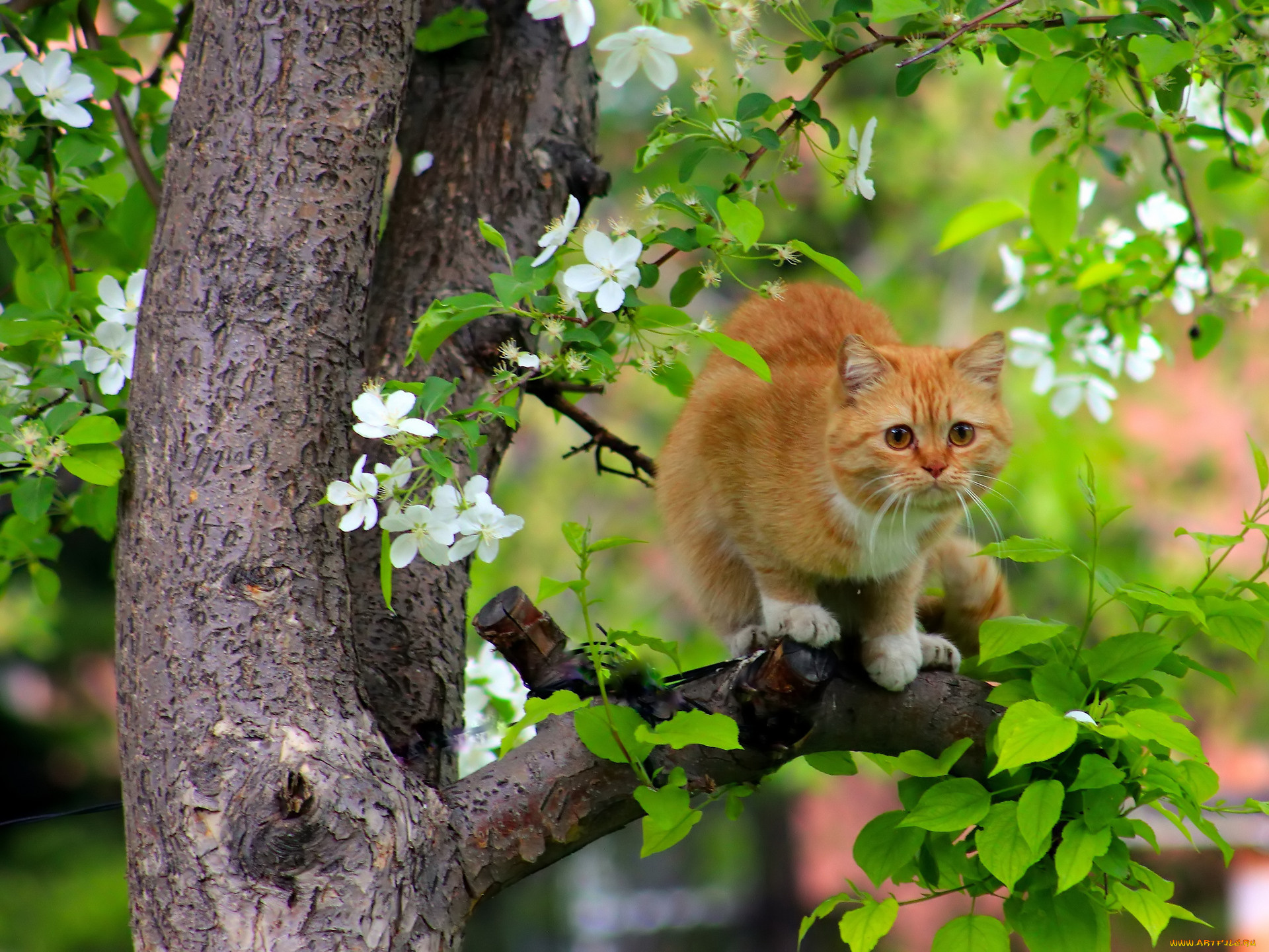 животные, коты, кот, кошка, рыжая, дерево, на, дереве, цветение, весна, прилетели
