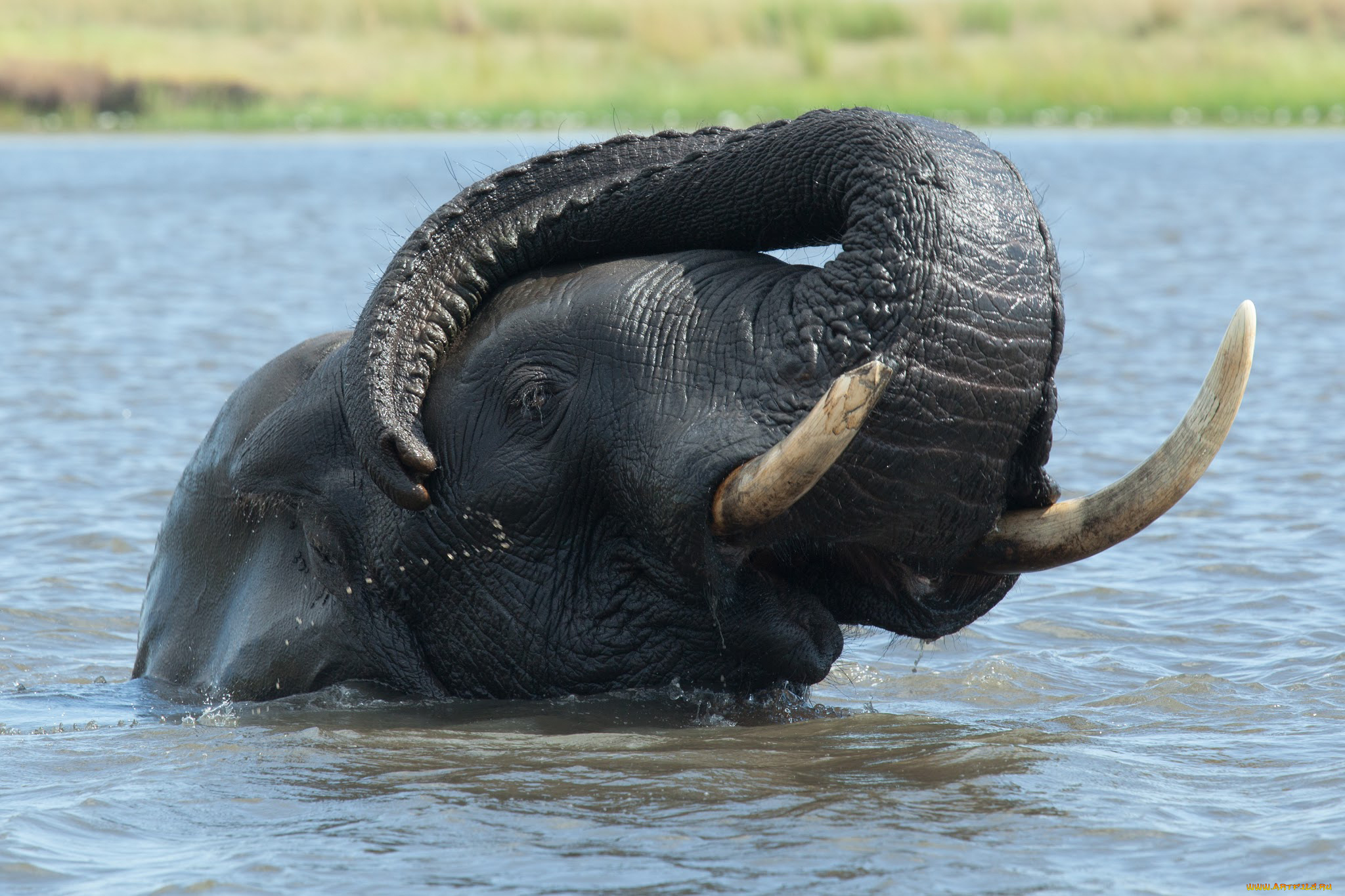 животные, слоны, слон, моется, купается, хобот, вода, река, озеро