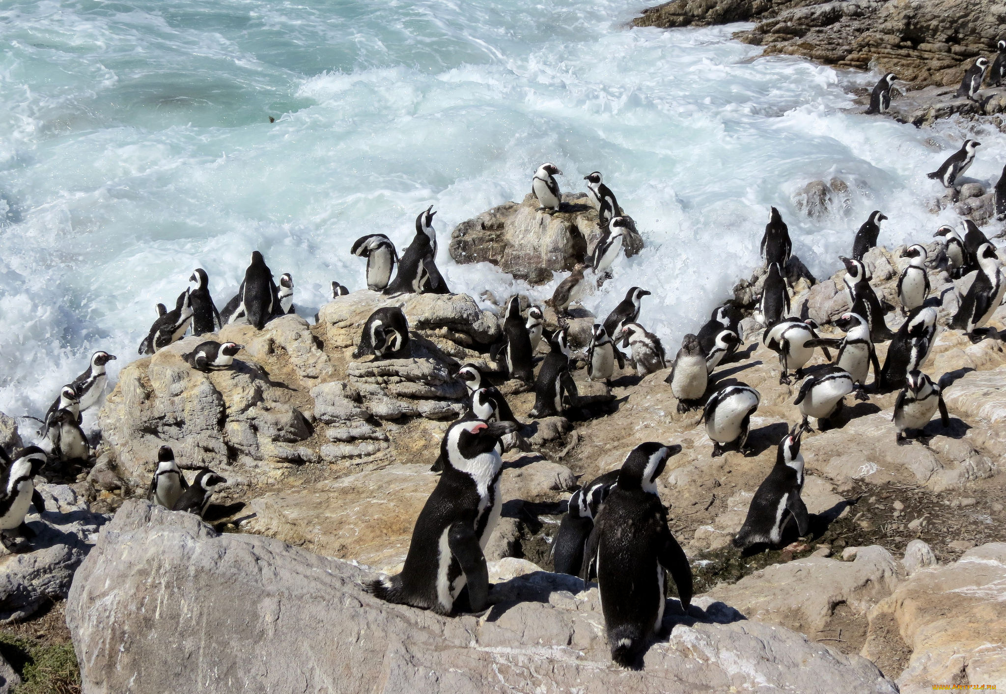 животные, пингвины, волны, скалы