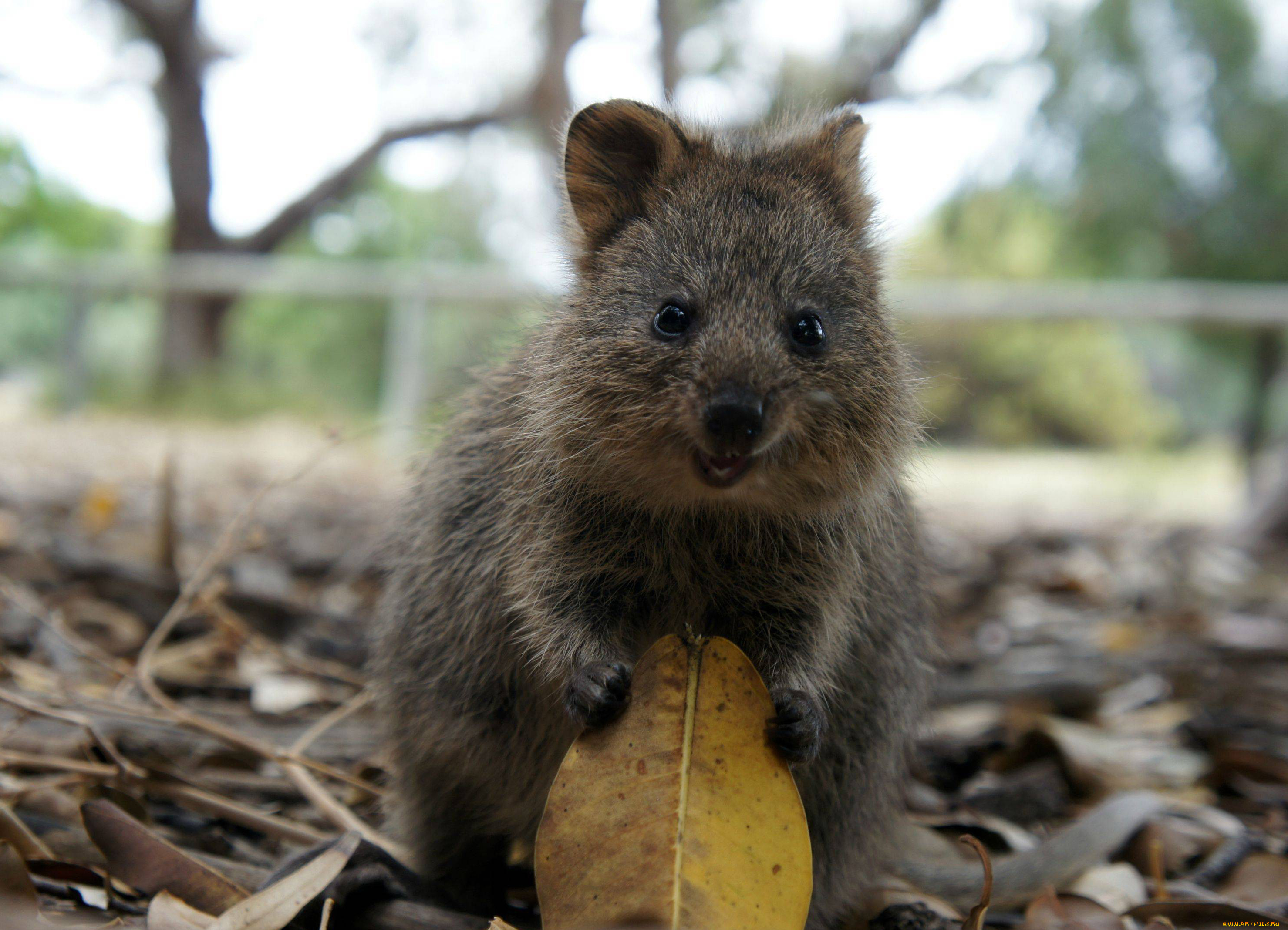 квокка, животные, кенгуру, quokka, млекопитающее