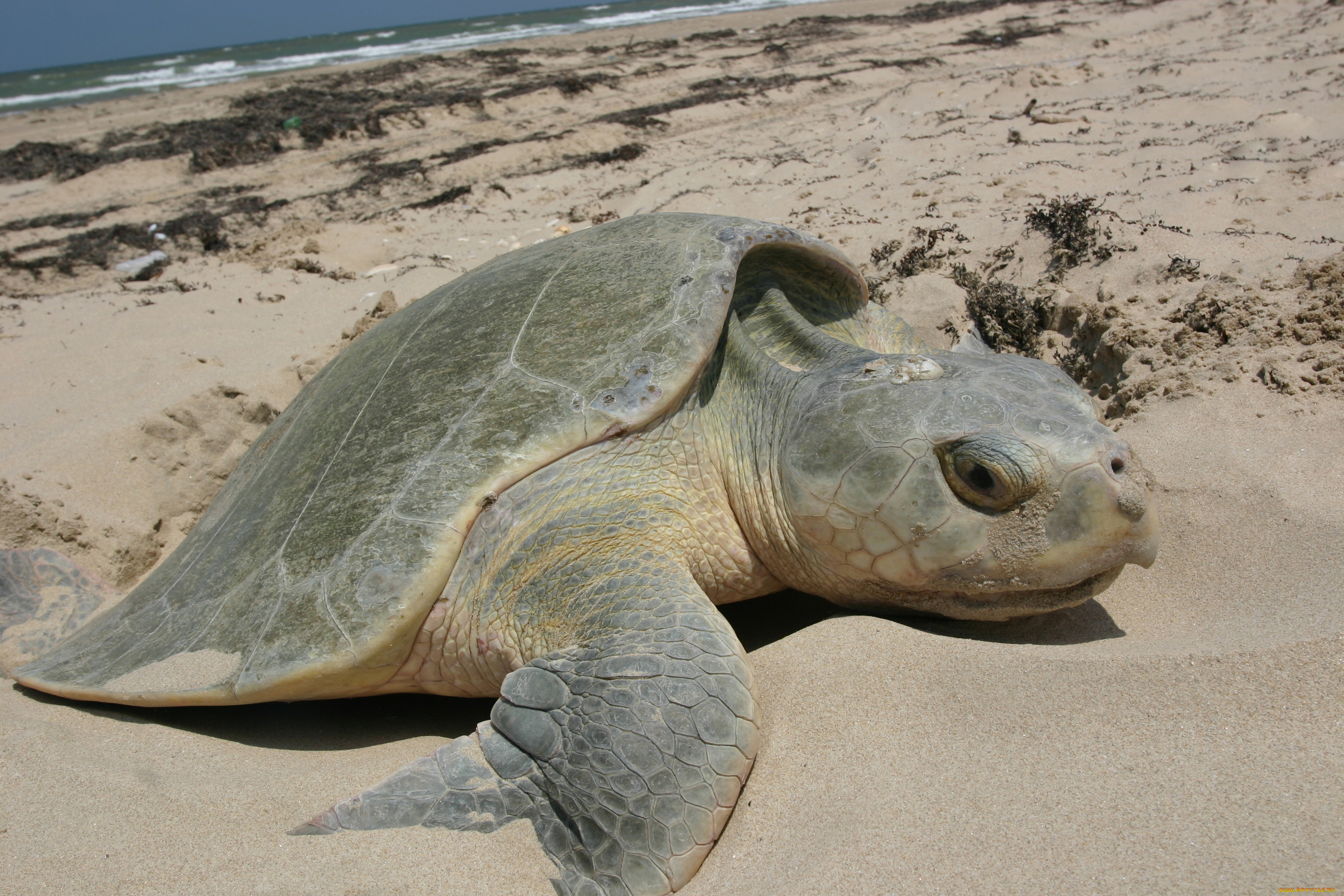 животные, Черепахи, морская, черепаха, песок, рептилия, берег, море, океан