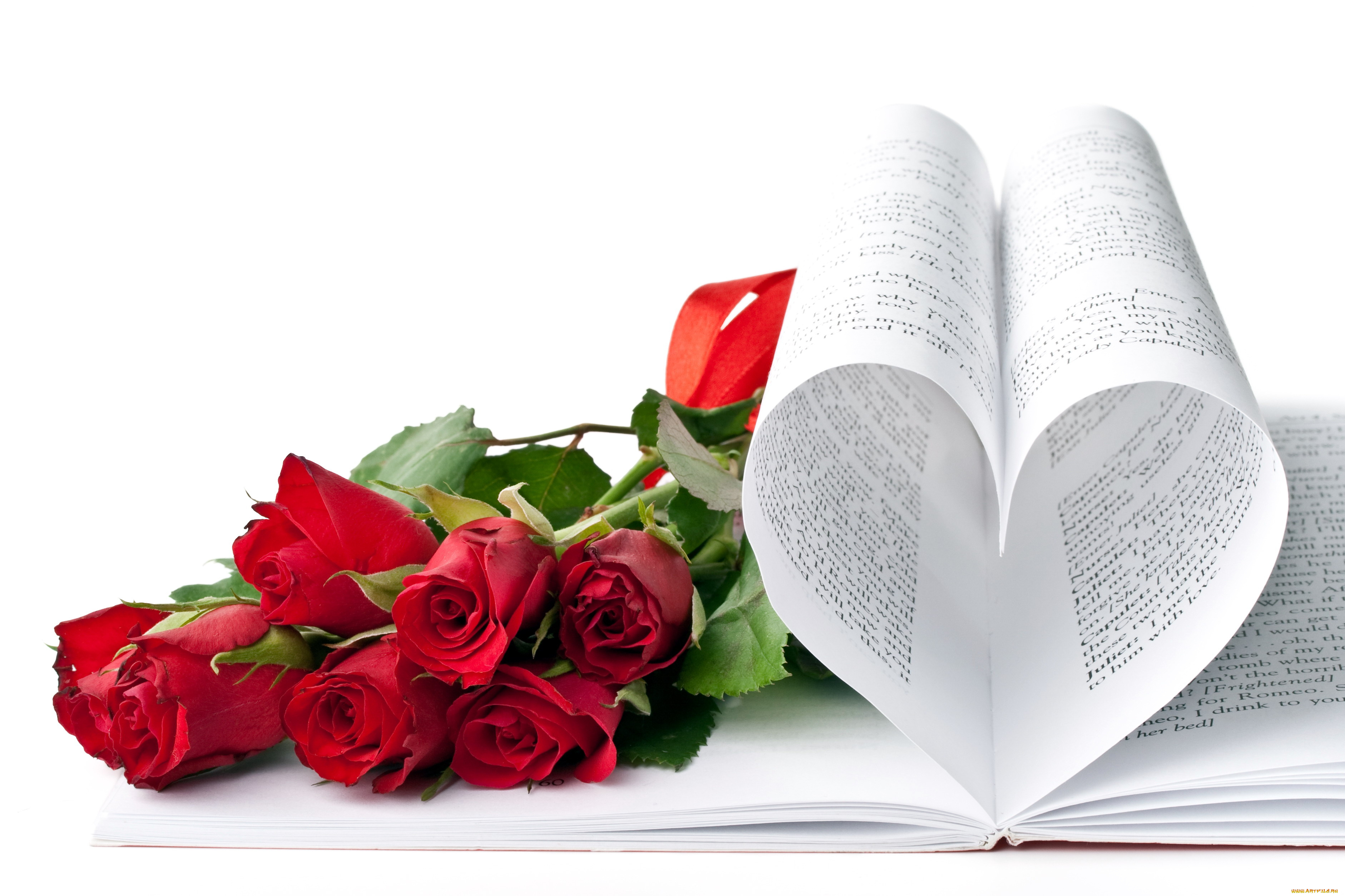 цветы, розы, книга, красный