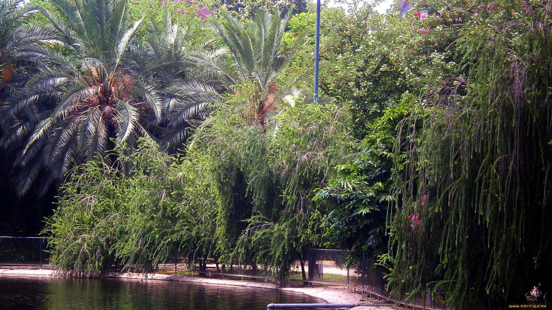 природа, парк, водоем, пальмы