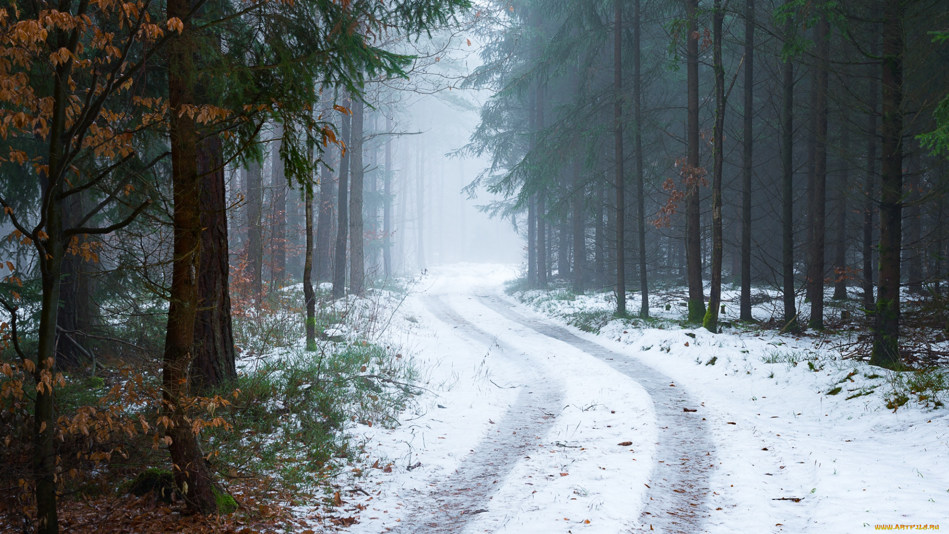 природа, дороги, туман, деревья, снег, лес, дорога, зима