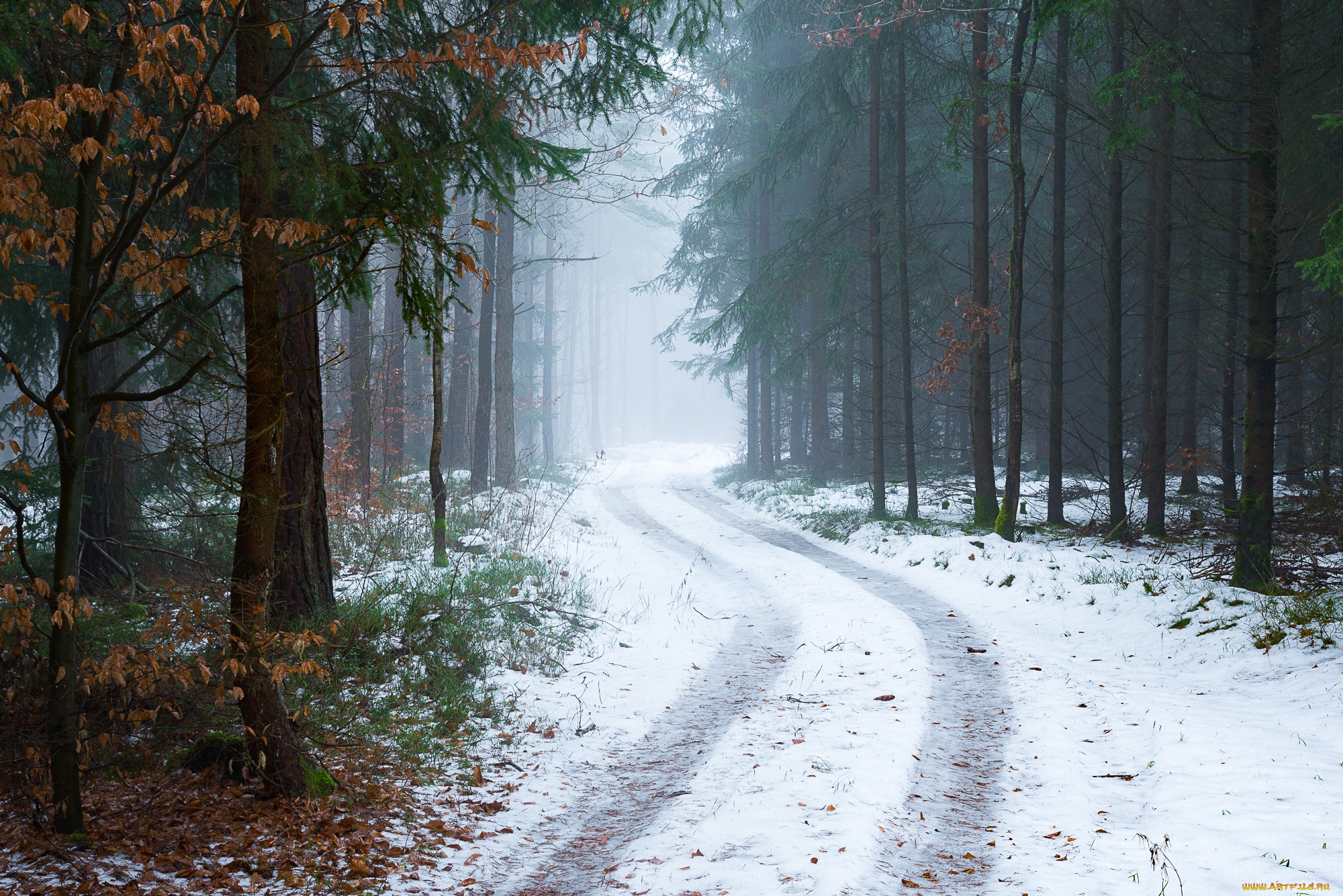 природа, дороги, туман, деревья, снег, лес, дорога, зима