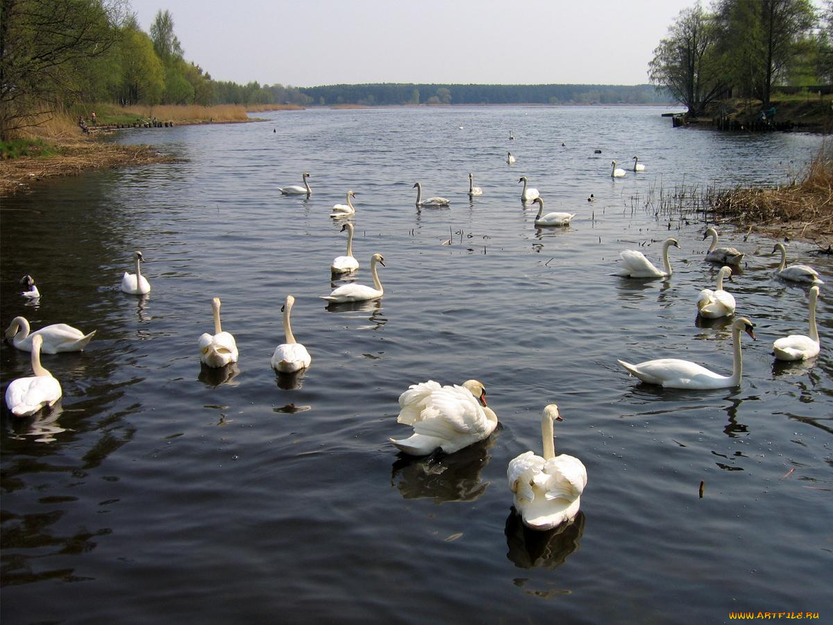 озеро, югла, животные, лебеди