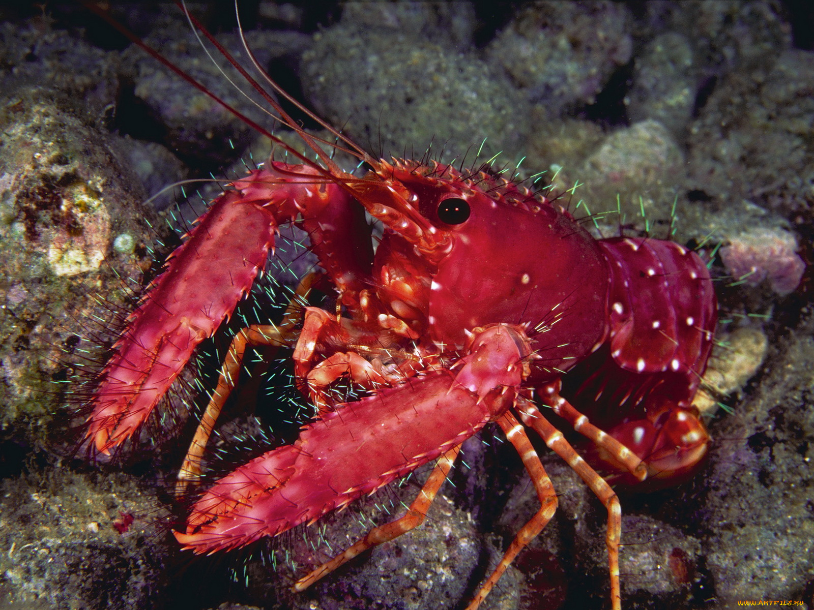 Рак фото животное морской