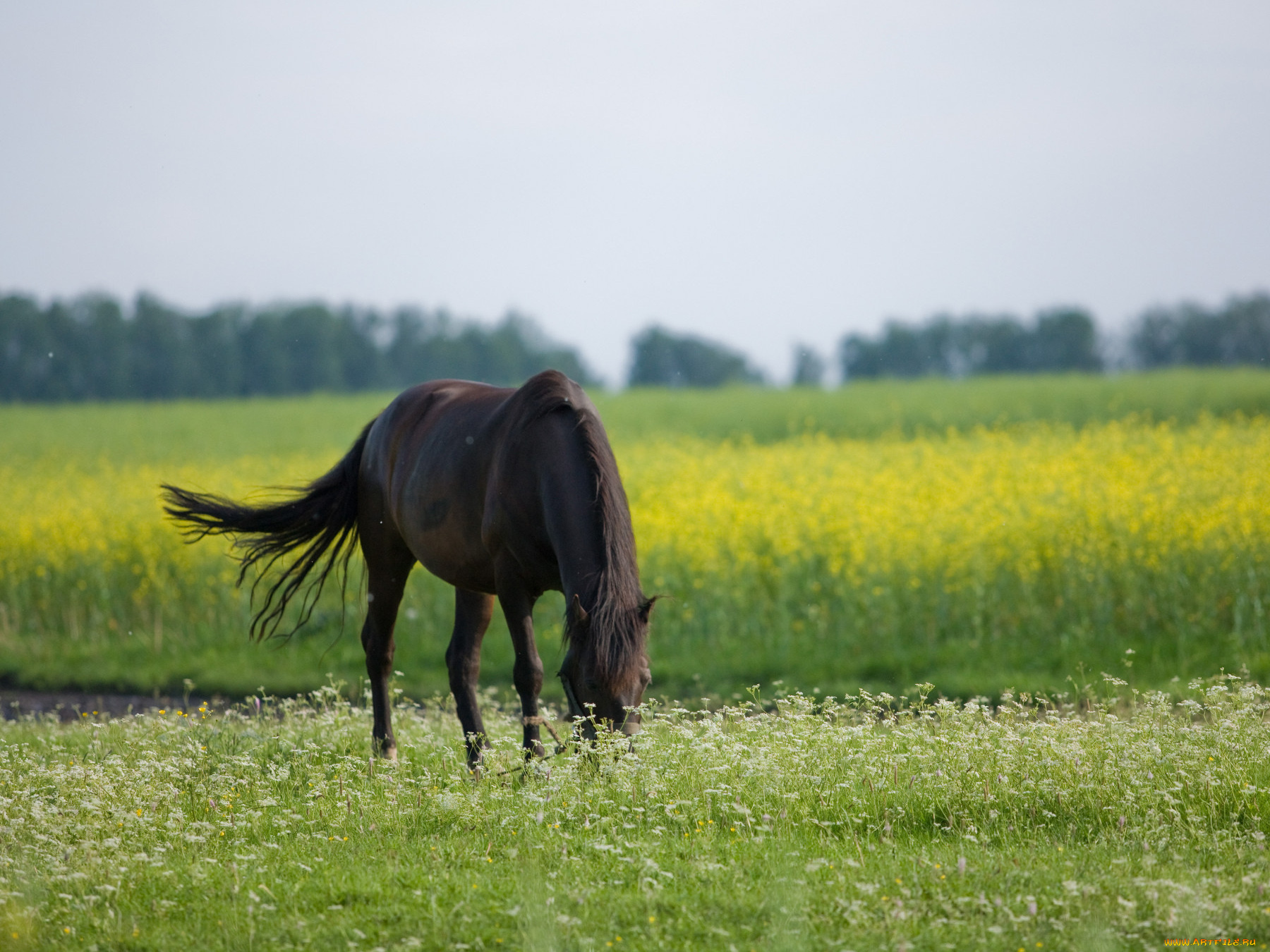 животные, лошади, цветы, поле