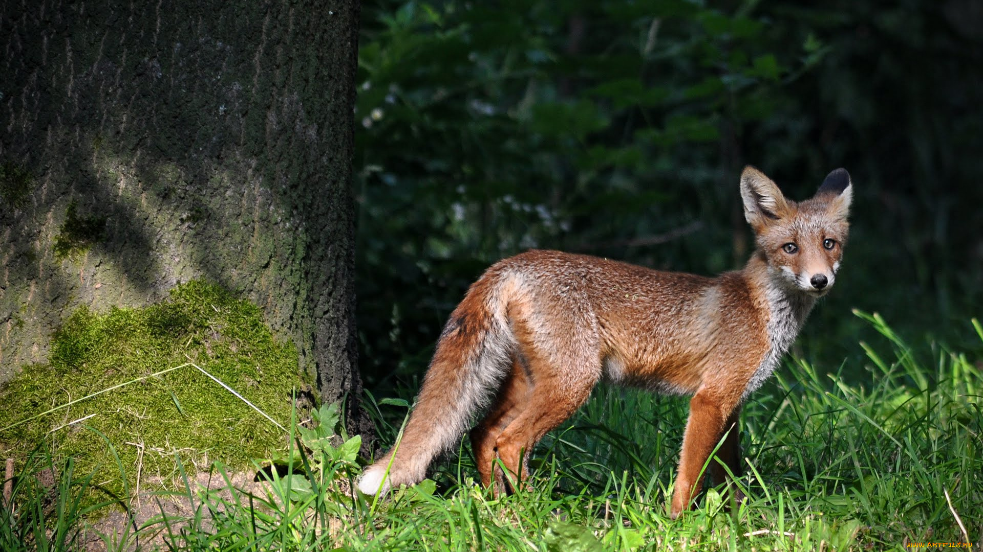 животные, лисы, fox