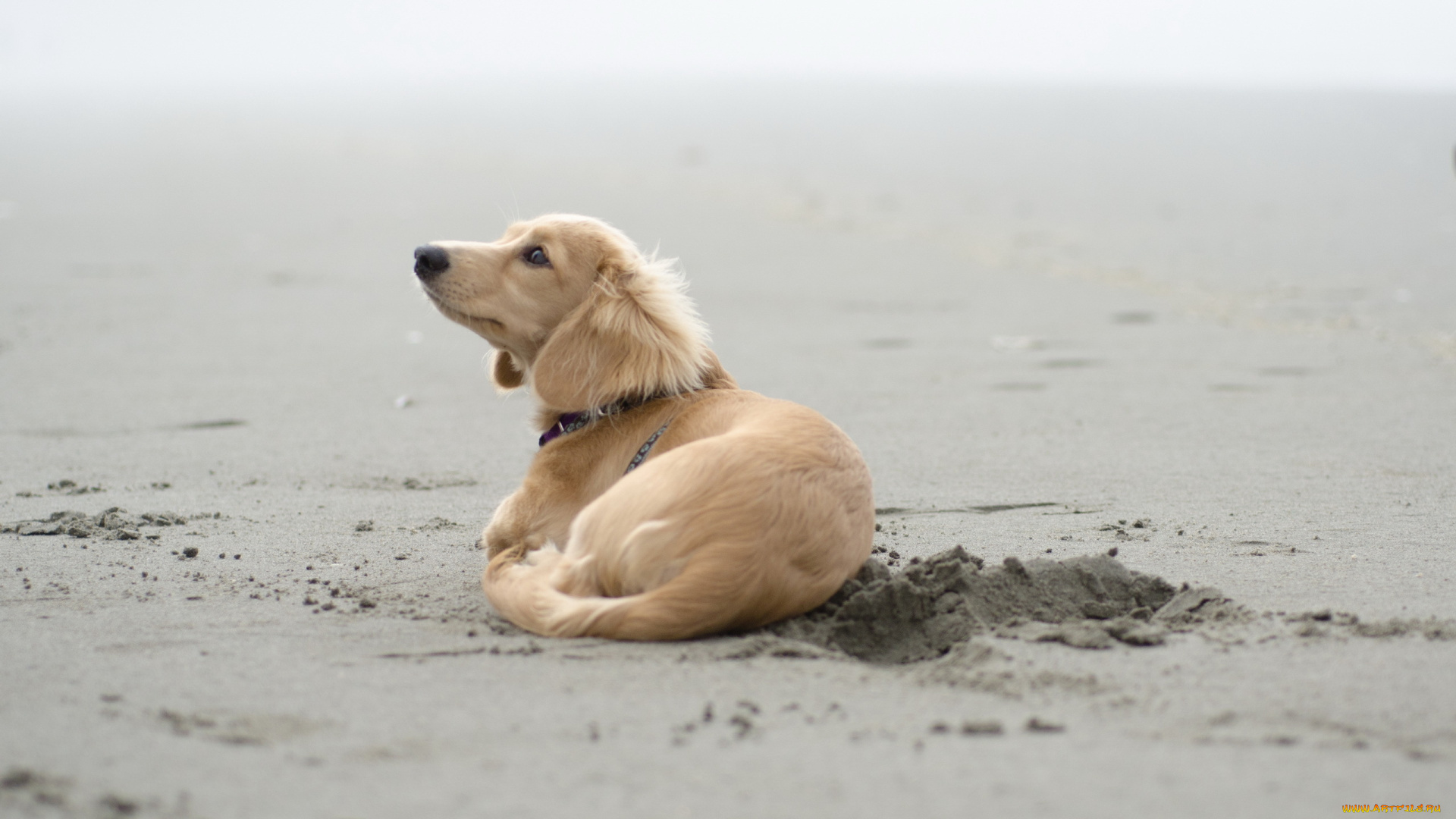 животные, собаки, песок, собака