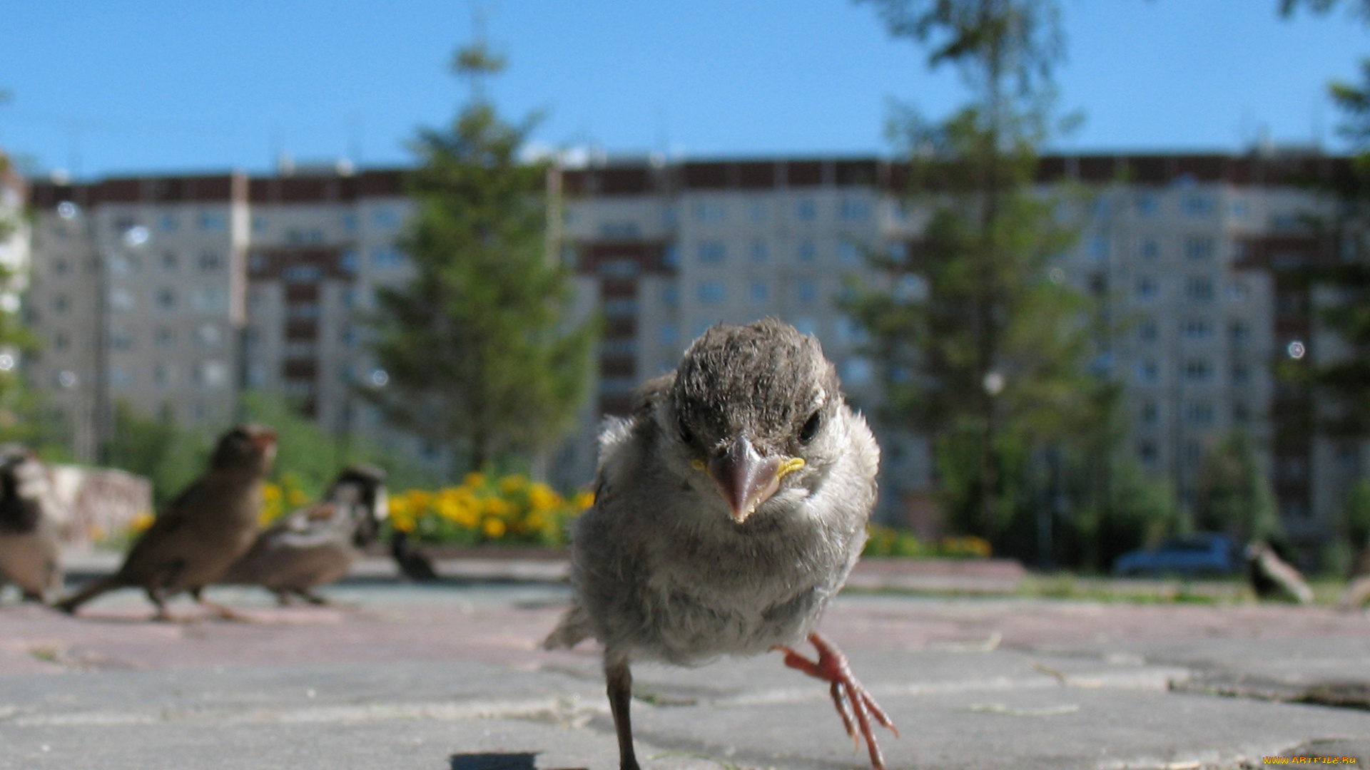 животные, воробьи, птенец