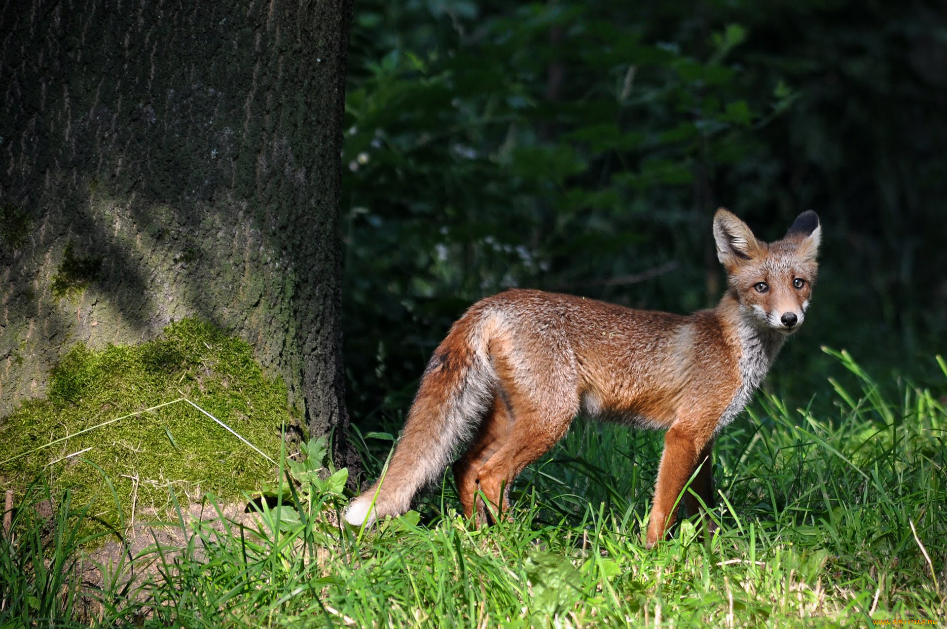 животные, лисы, fox