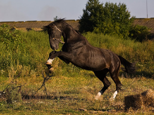 Картинка животные лошади трава конь