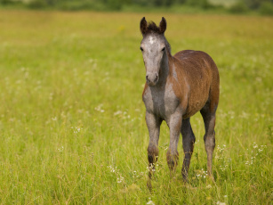 Картинка животные лошади трава жеребёнок