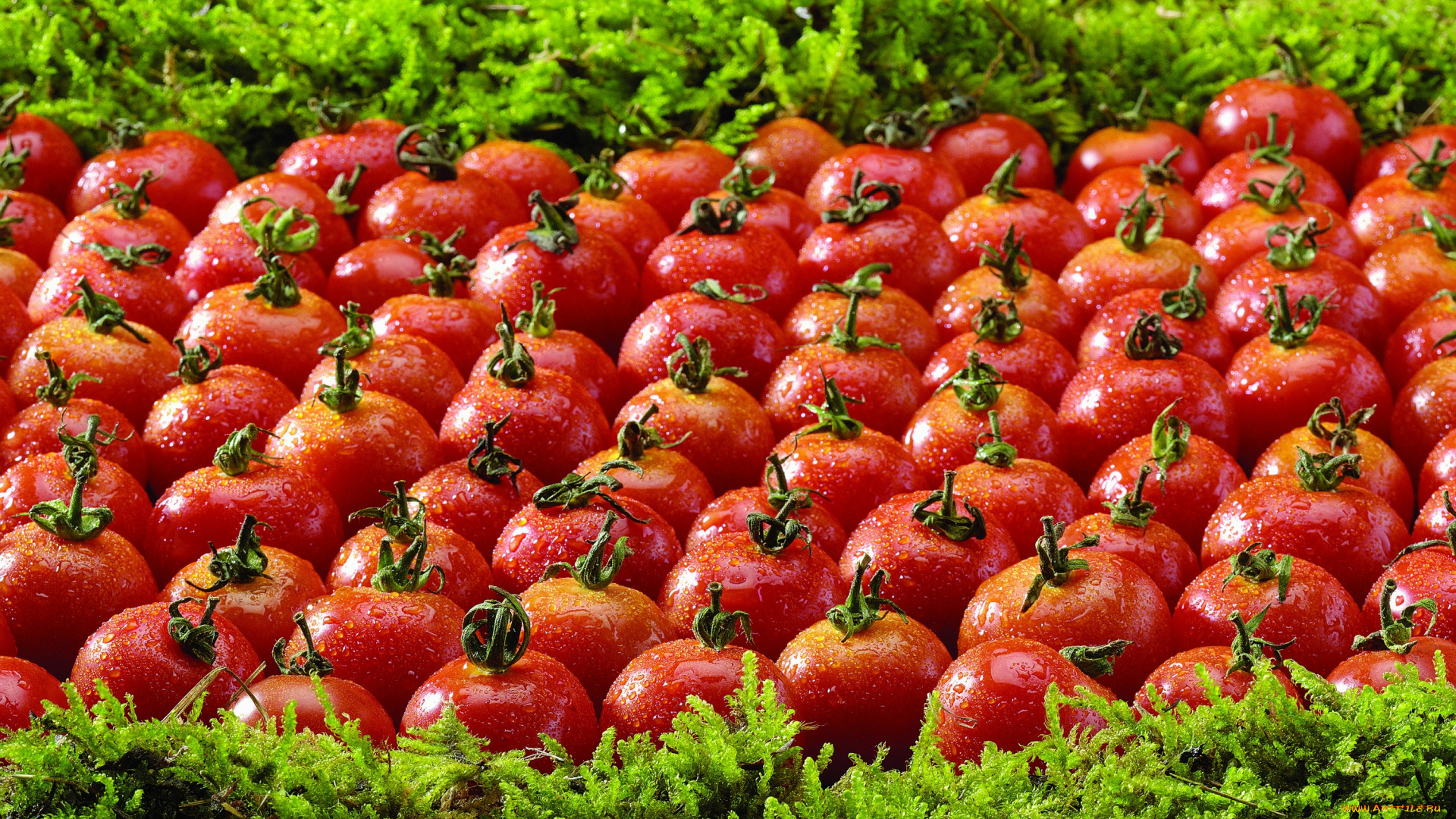 еда, помидоры, зелень, капли, томаты
