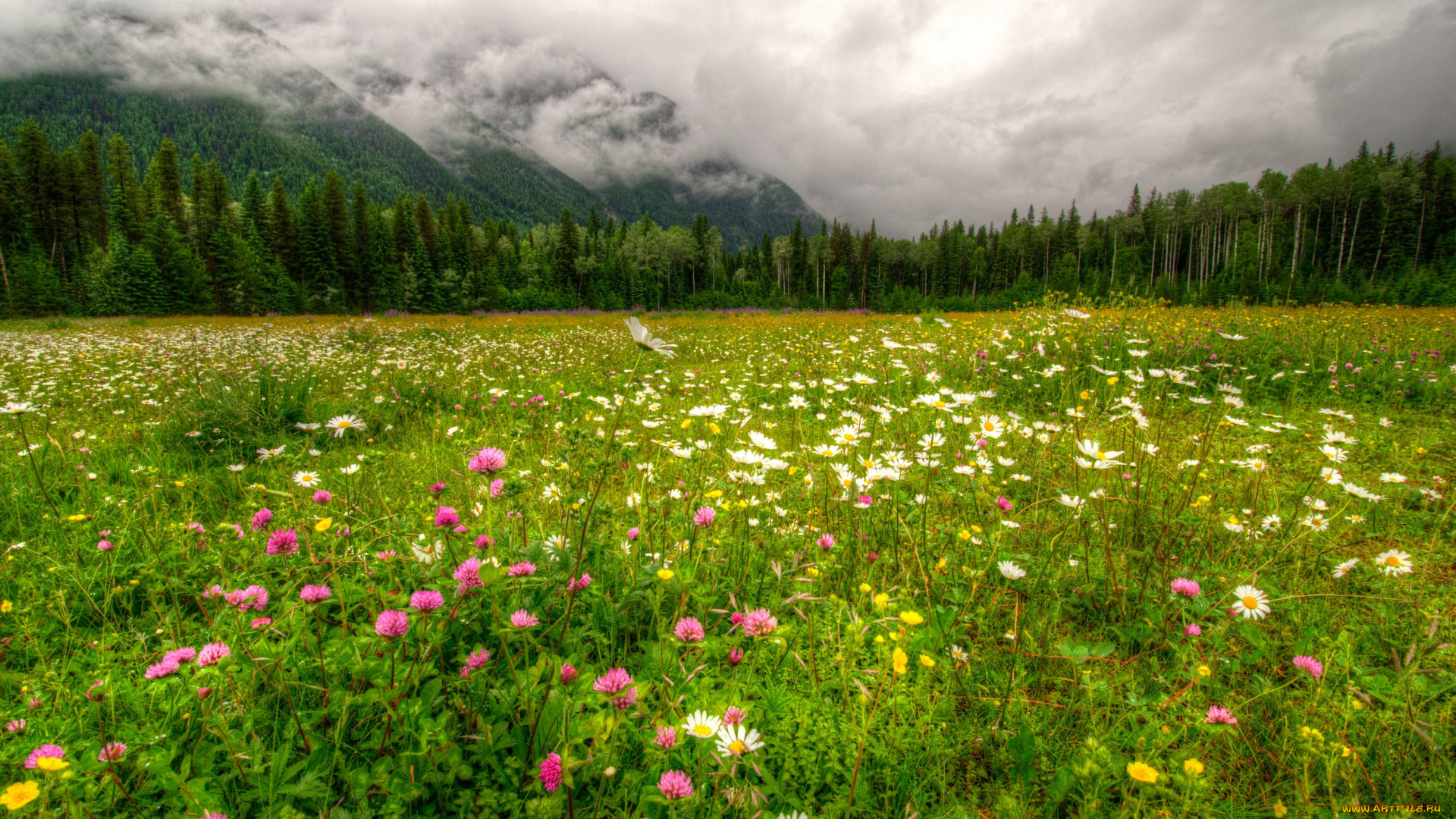 природа, луга, канада, горы, цветы, облака