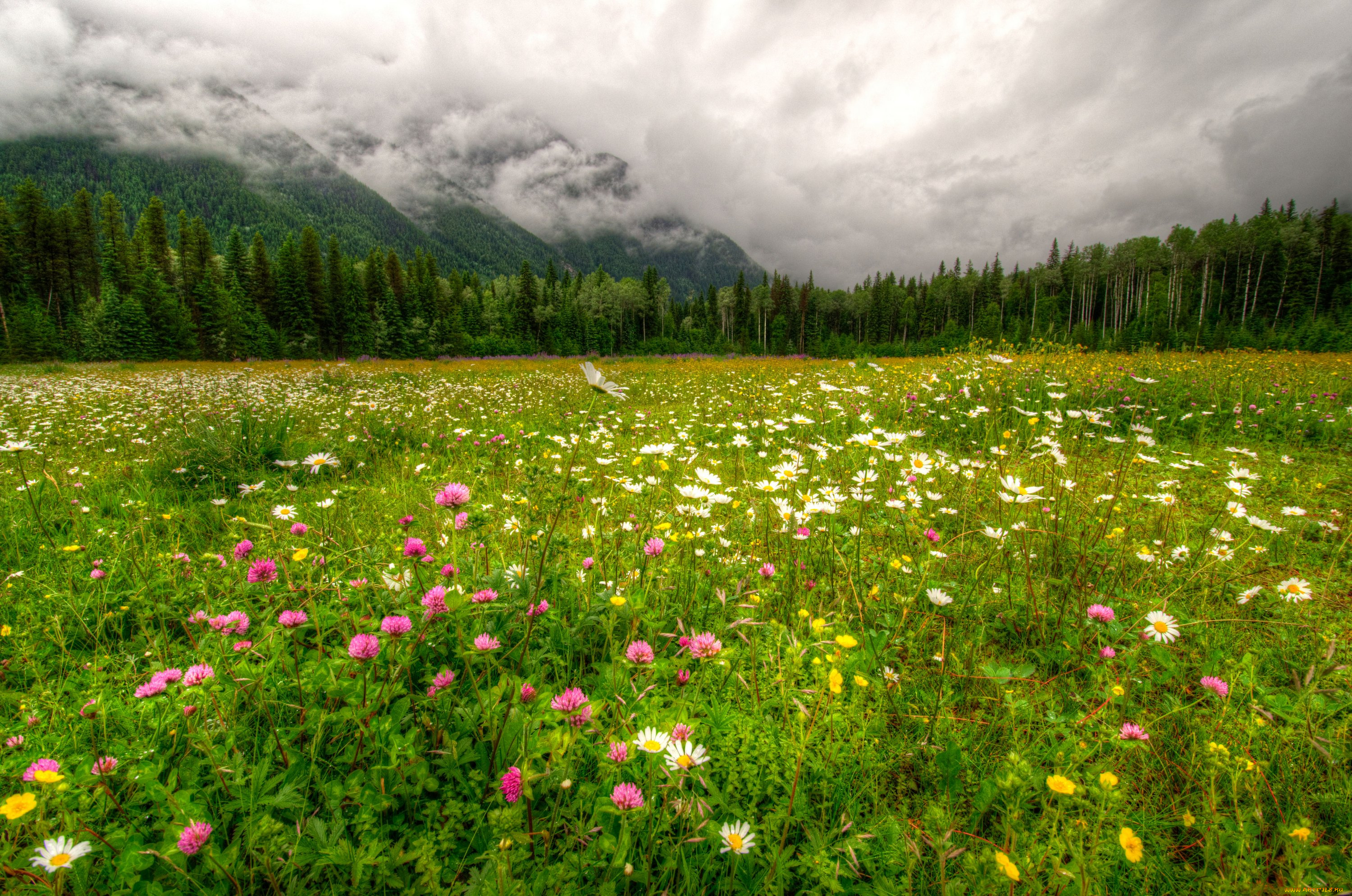 природа, луга, канада, горы, цветы, облака