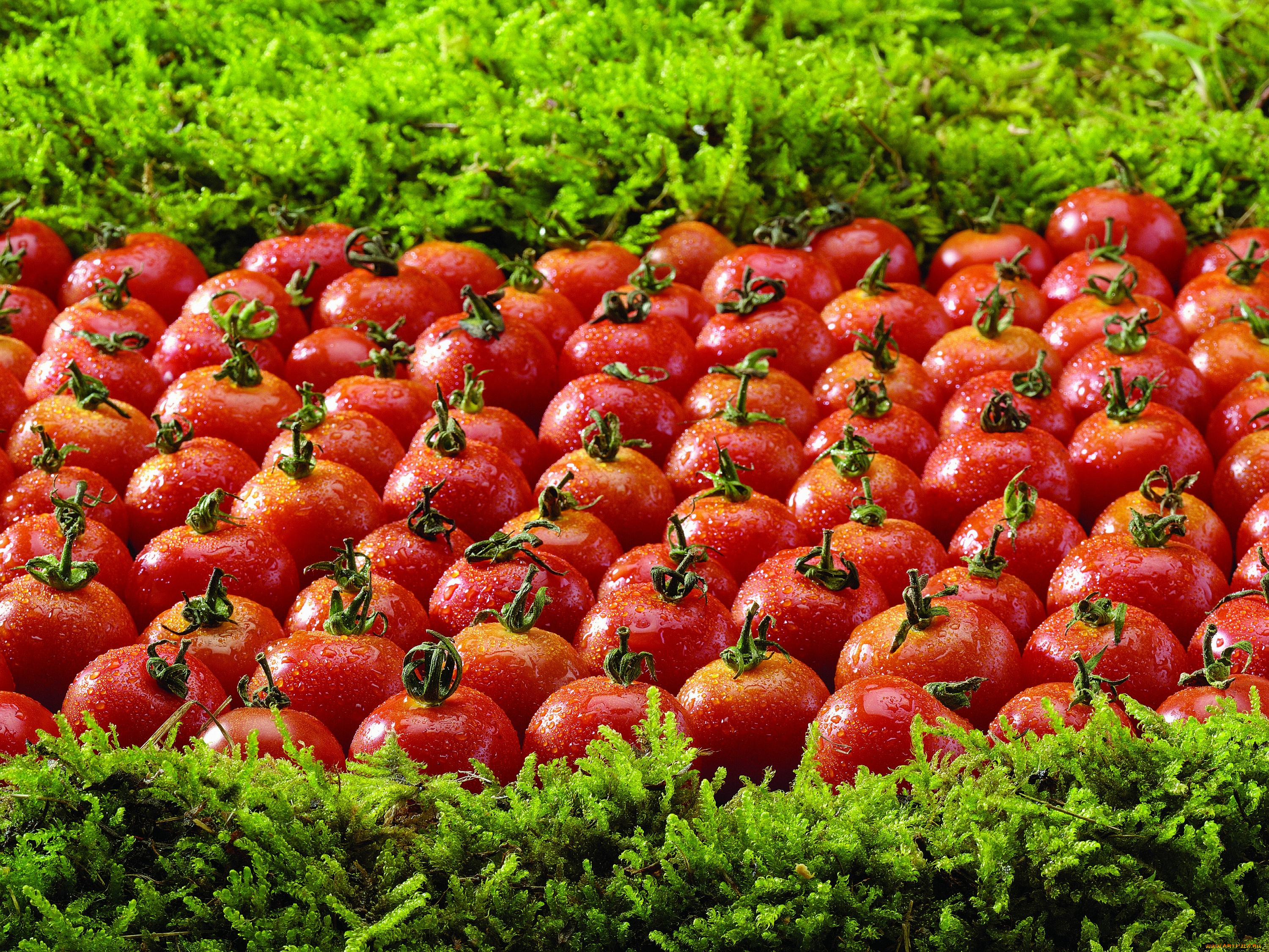 еда, помидоры, зелень, капли, томаты