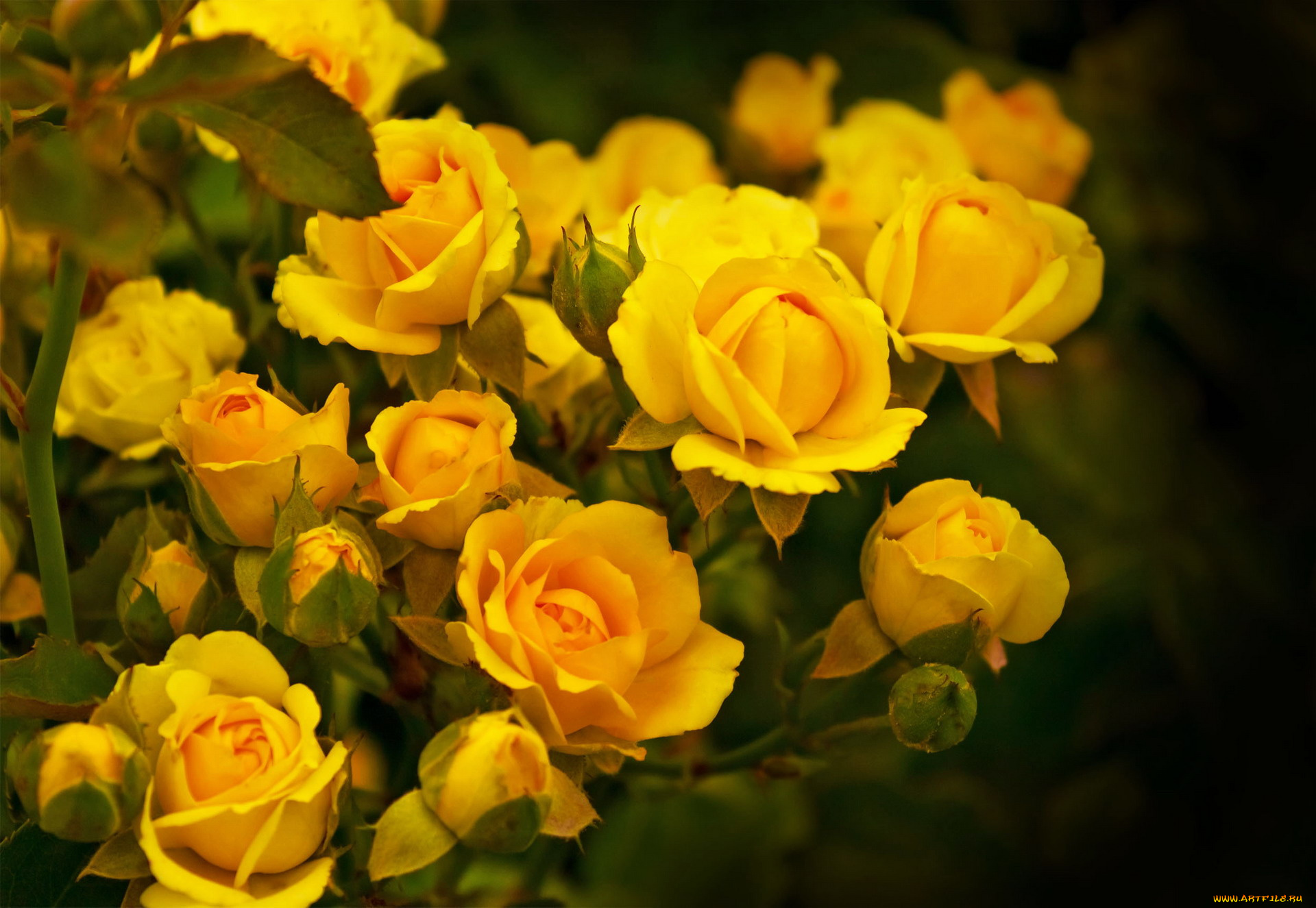 цветы, розы, желтый, много