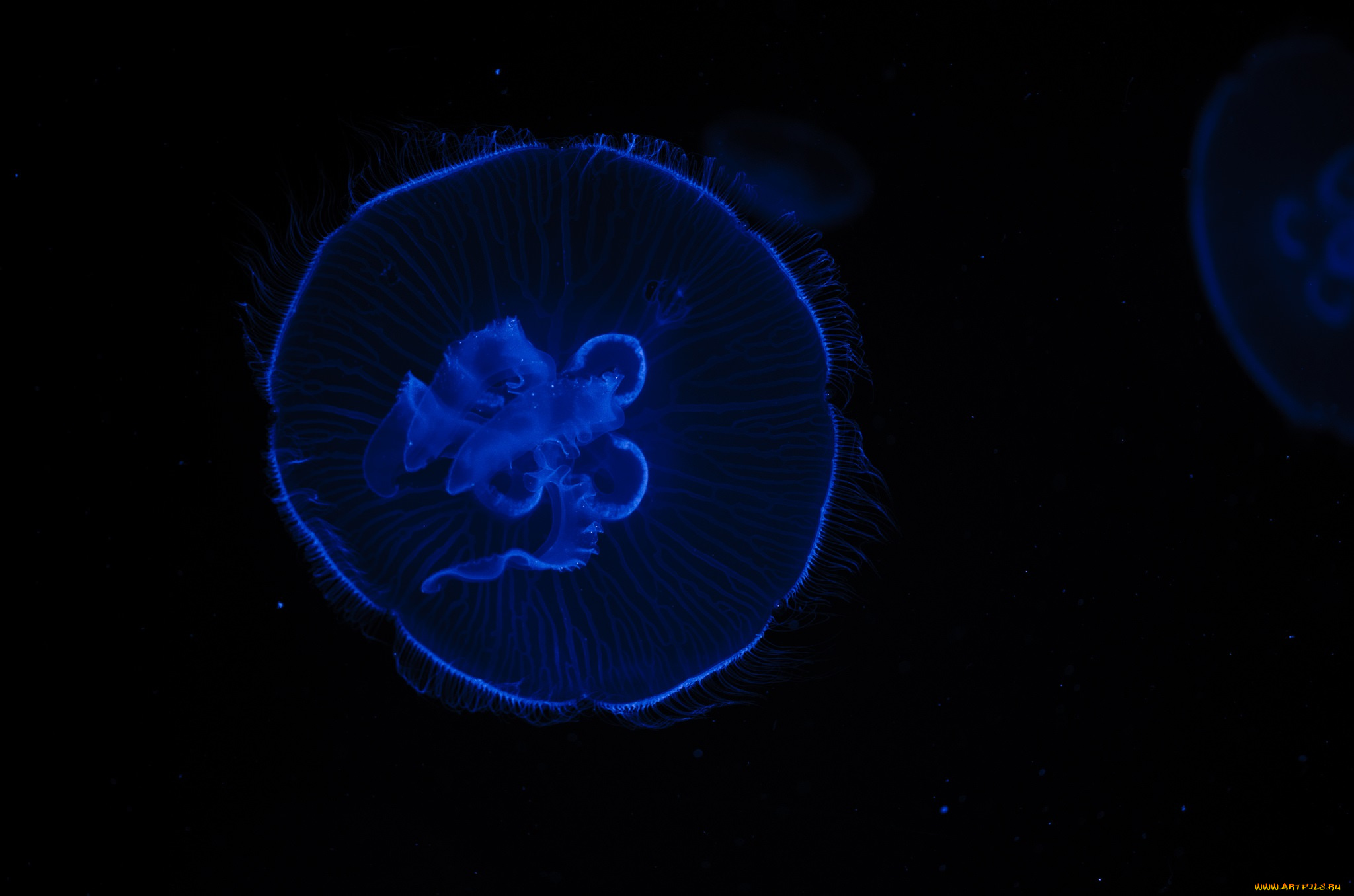 животные, медузы, макро, синий, чёрный, контраст