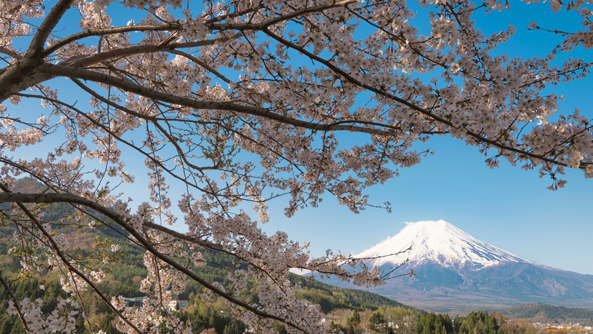 цветы, цветущие, деревья, , , кустарники, сакура, вулкан, гора, Япония, japan, mount, fuji, дерево, ветки, вишня, фудзи, фудзияма