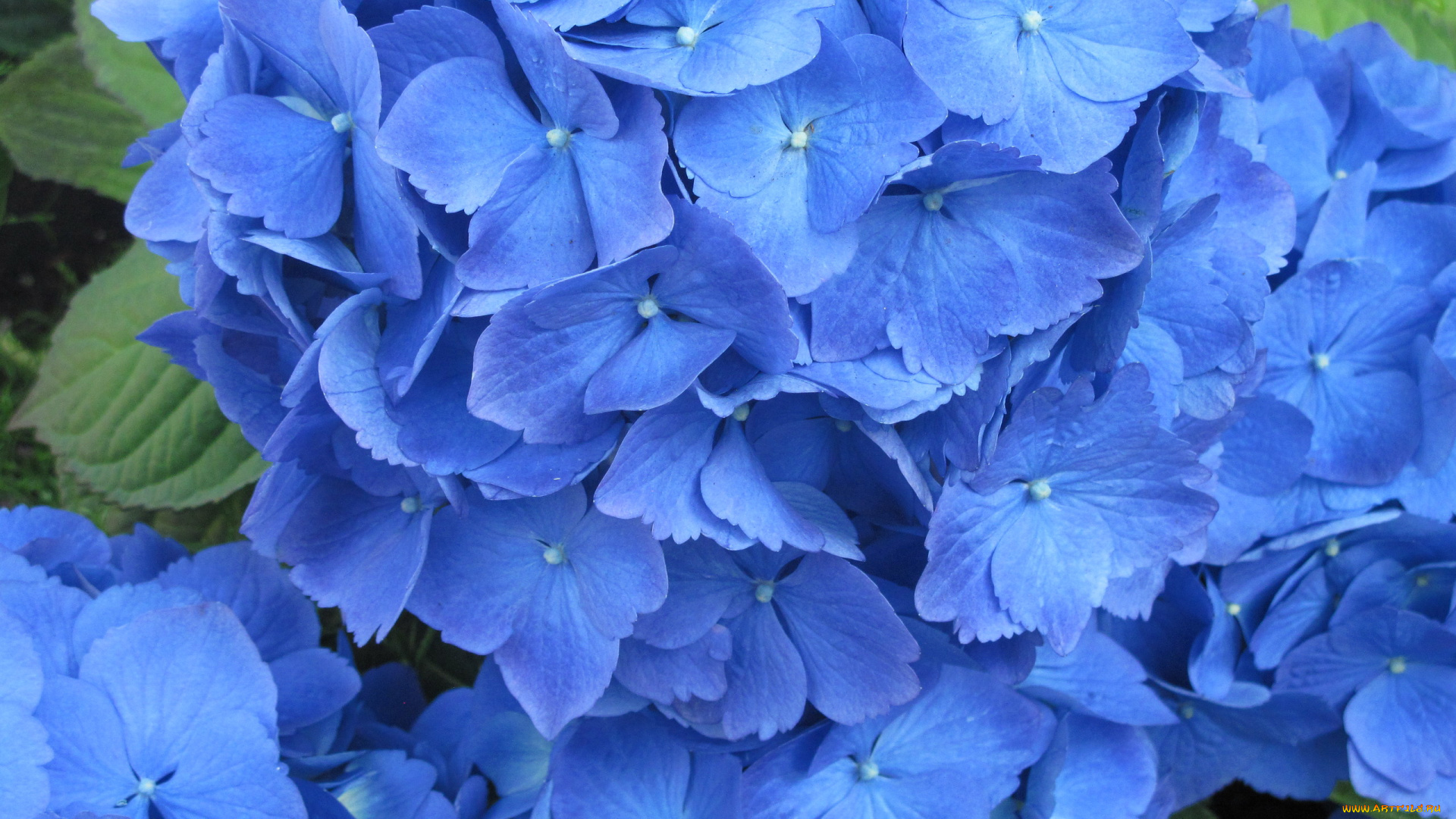 цветы, гортензия, сининй