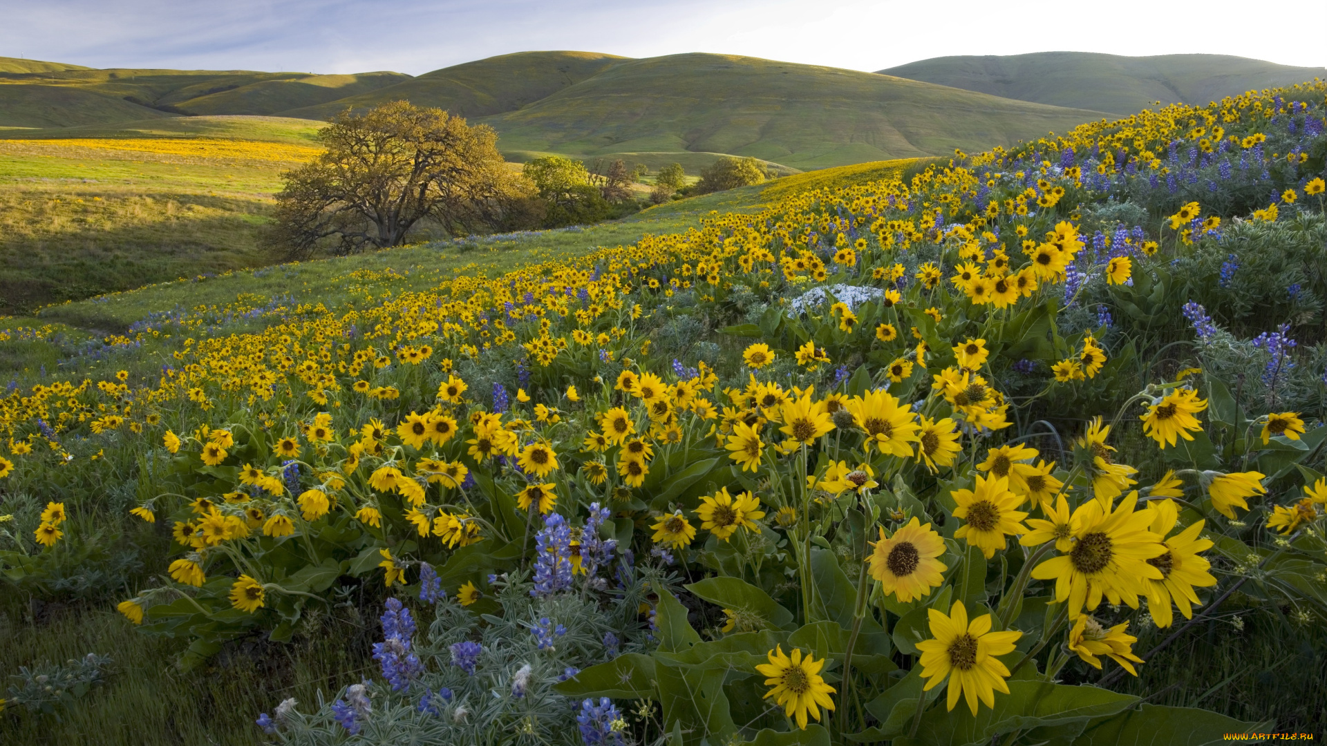 цветы, луговые, , полевые, , цветы, washington, холмы, люпины, columbia, hills, state, park, бальзамориза, луг, парк, колумбия, хиллс, штат, вашингтон